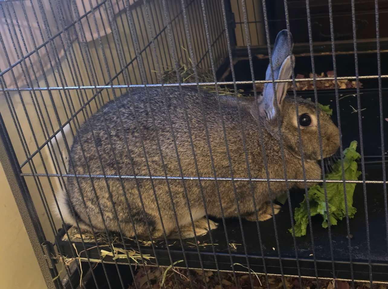 Ollie & Willow, Adoptable, Adult Female American.