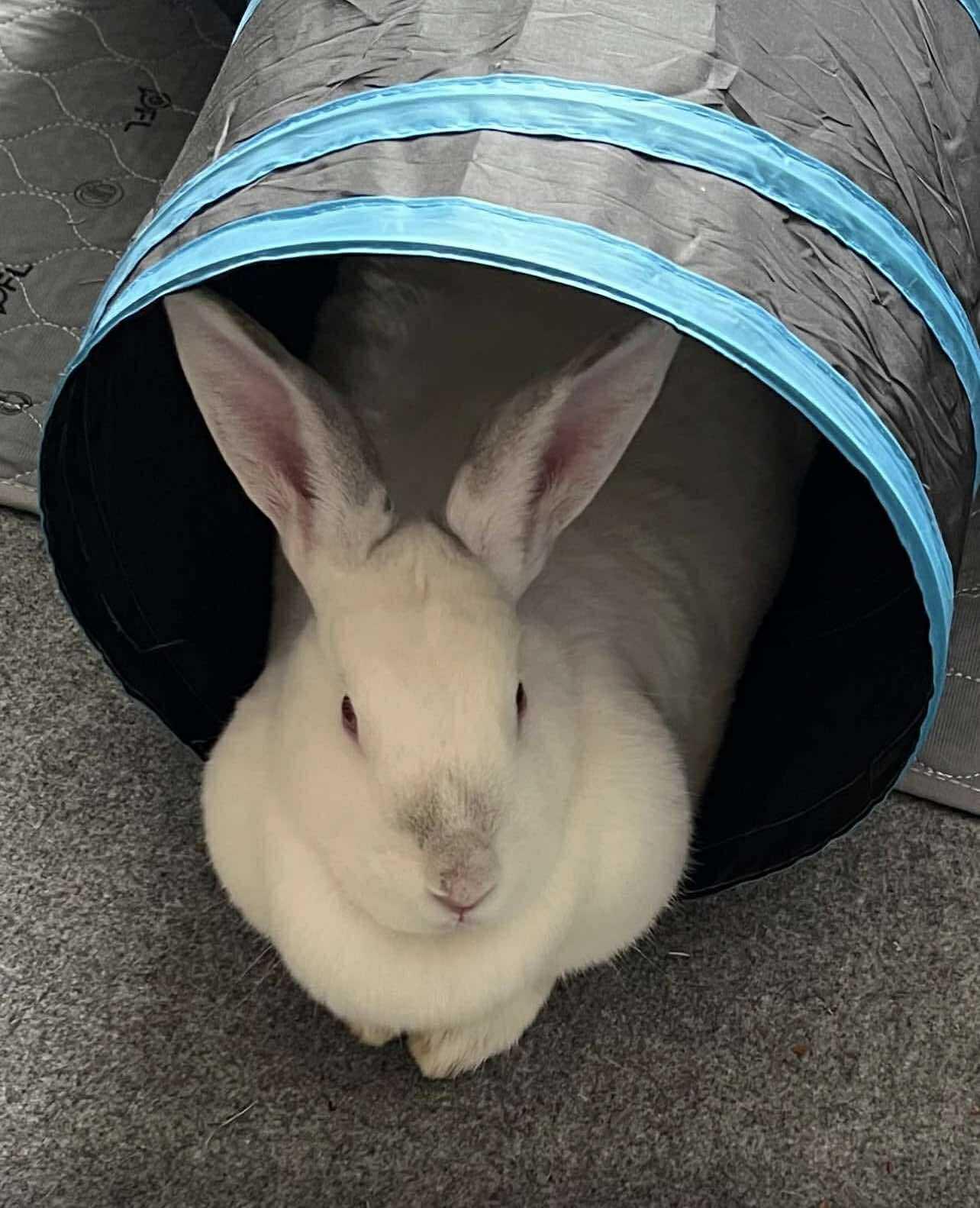 Ollie & Willow, a Adoptable American in West Chester, OH image 3/4