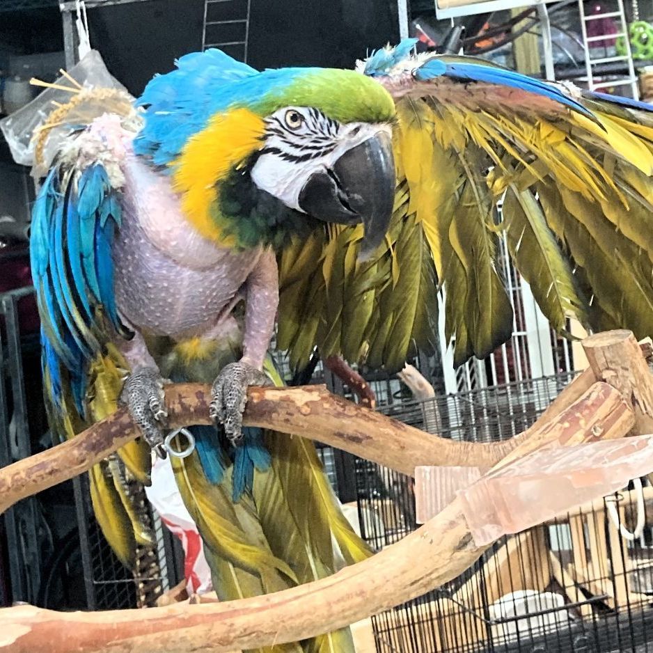 Rocky, a Adoptable Macaw in Lenexa, KS image 2/4