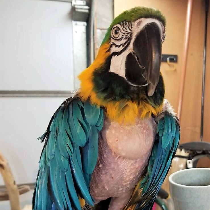 Rocky, a Adoptable Macaw in Lenexa, KS image 3/4
