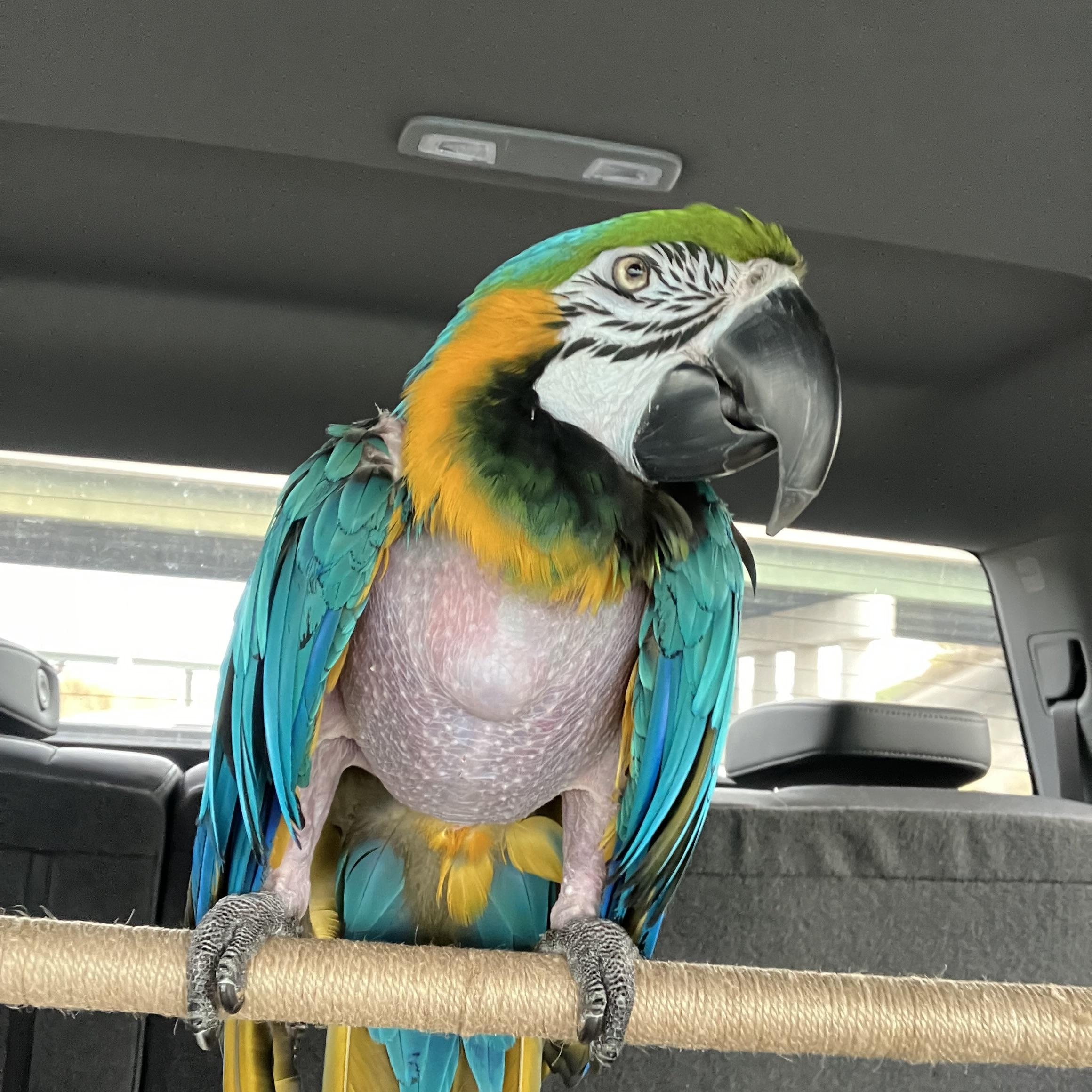 Rocky, a Adoptable Macaw in Lenexa, KS image 4/4