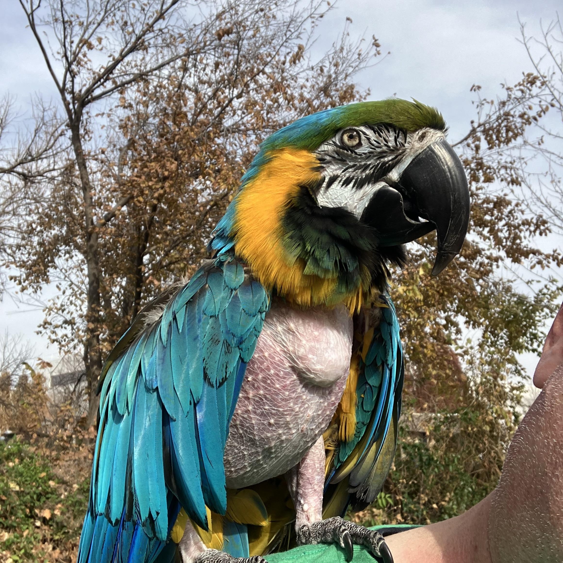 Rocky, Adoptable, Adult Male Macaw.
