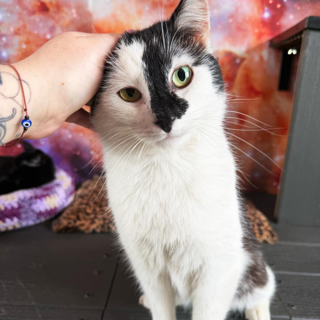 Orca, adopted, Young Male Domestic Medium Hair.