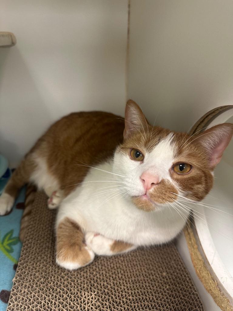 Aubie (Cassi) — thumbnail 2