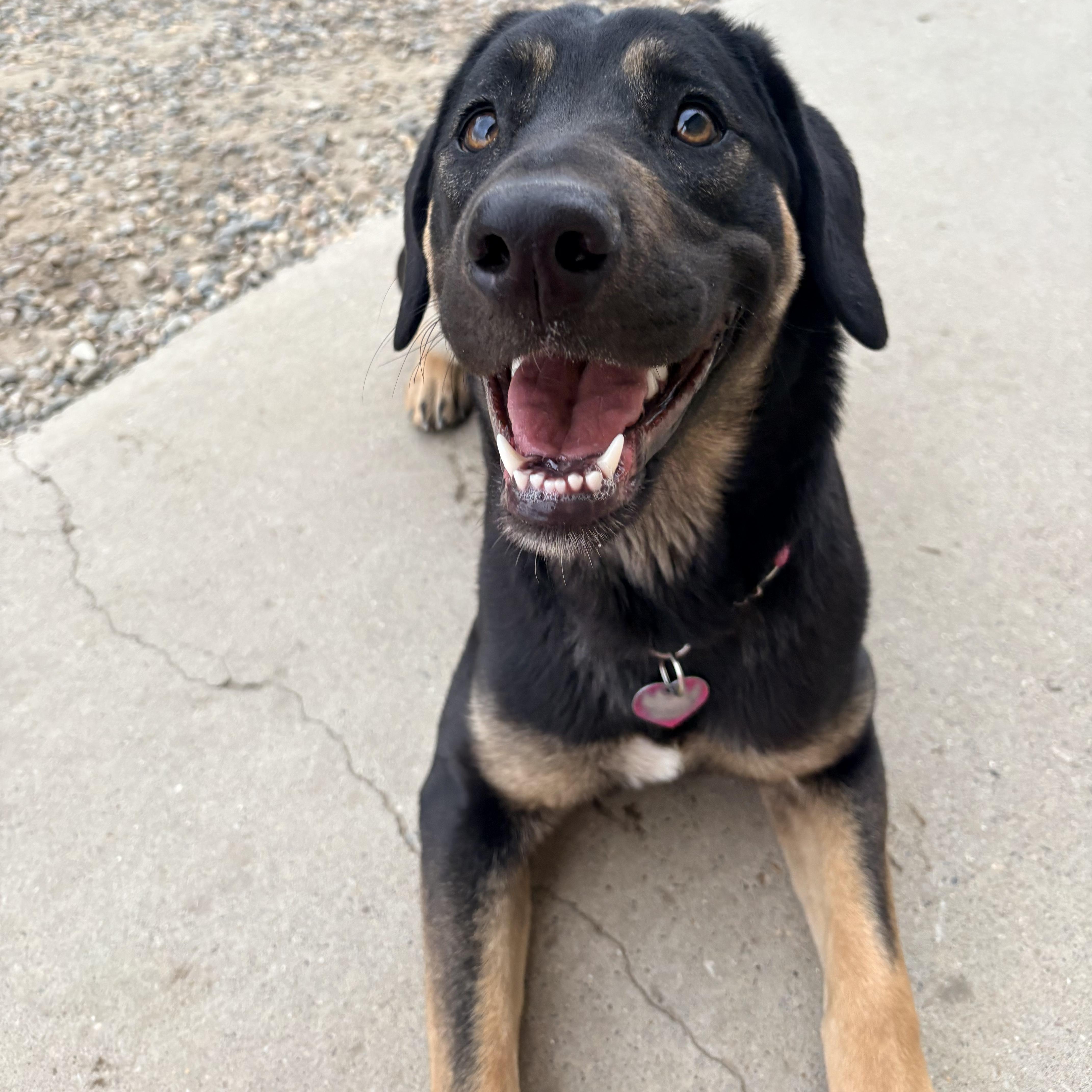 Nami, a ADOPTABLE mixed breed in Brooks, AB image 5/6