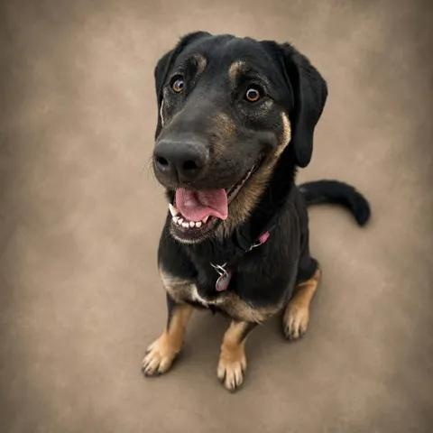 Nami, a ADOPTABLE mixed breed in Brooks, AB image 1/6