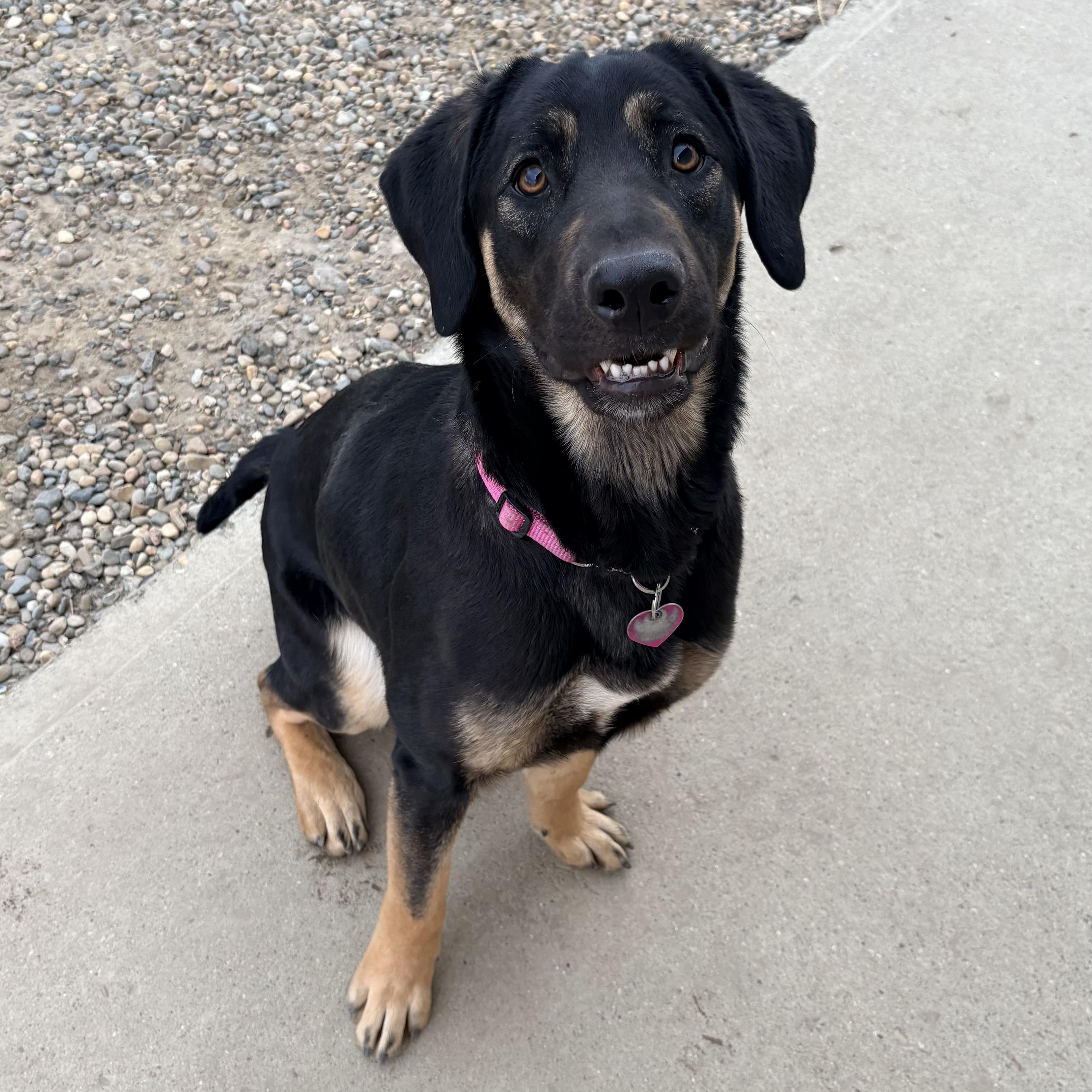 Nami, a ADOPTABLE mixed breed in Brooks, AB image 3/6