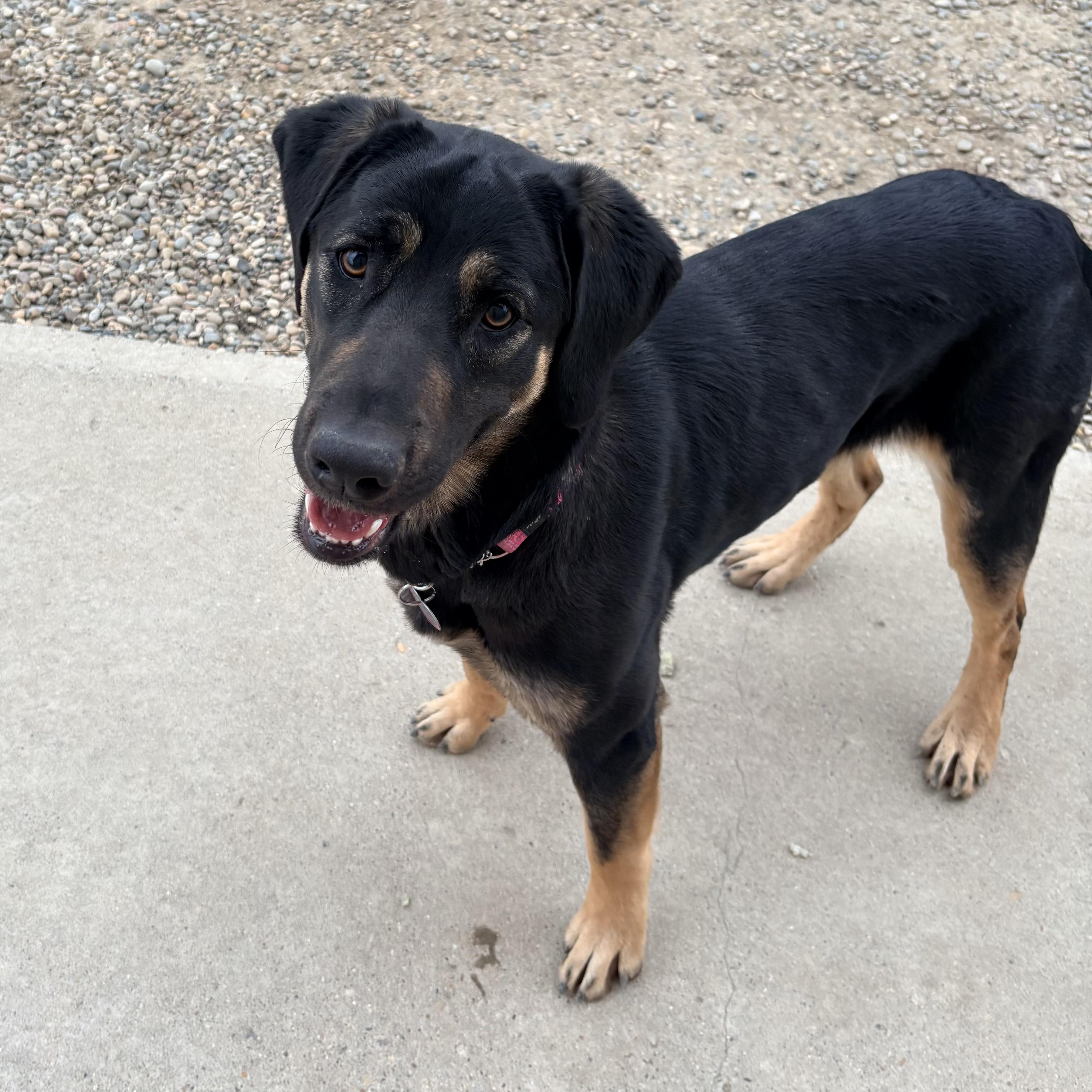 Nami, a ADOPTABLE mixed breed in Brooks, AB image 4/6
