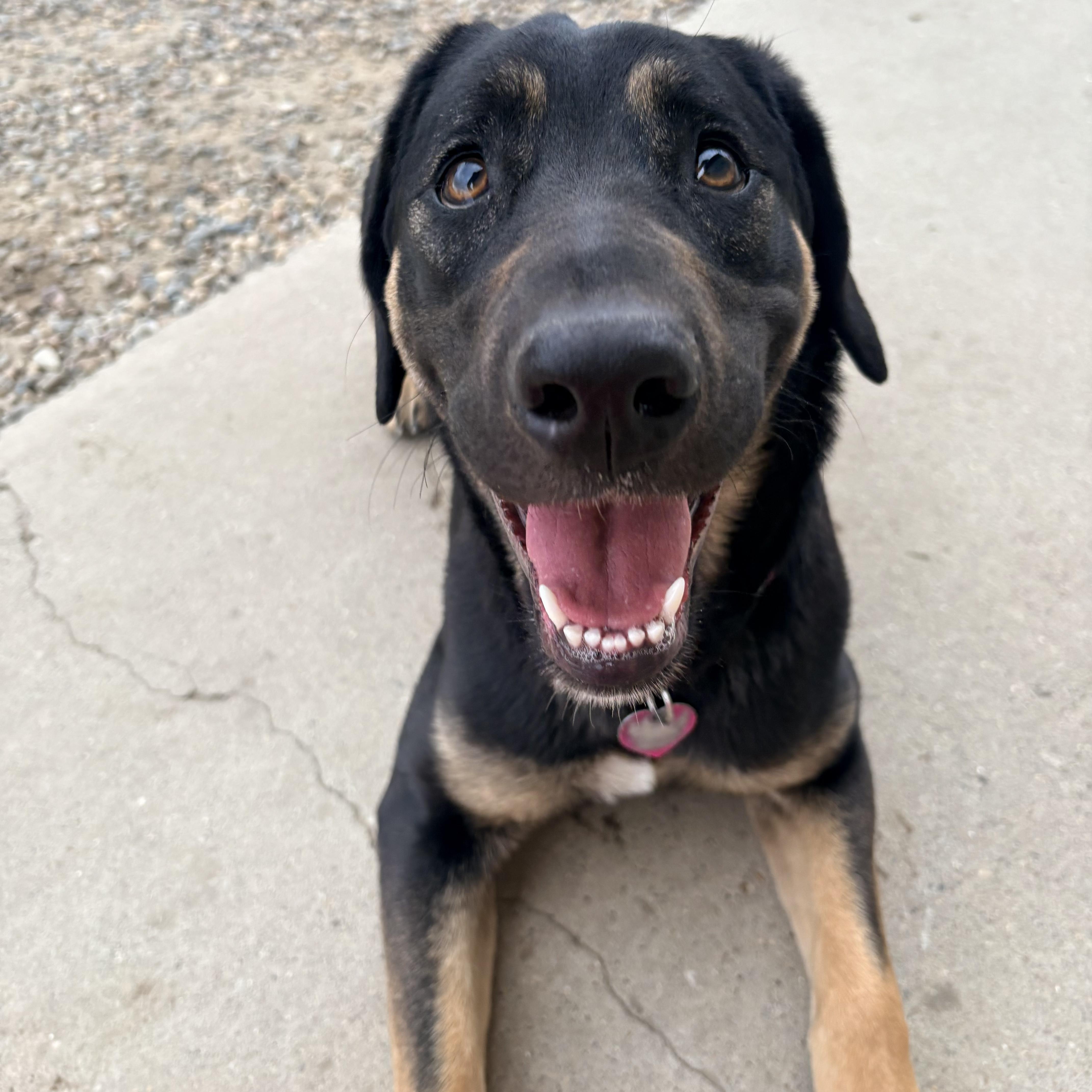 Nami, a ADOPTABLE mixed breed in Brooks, AB image 6/6