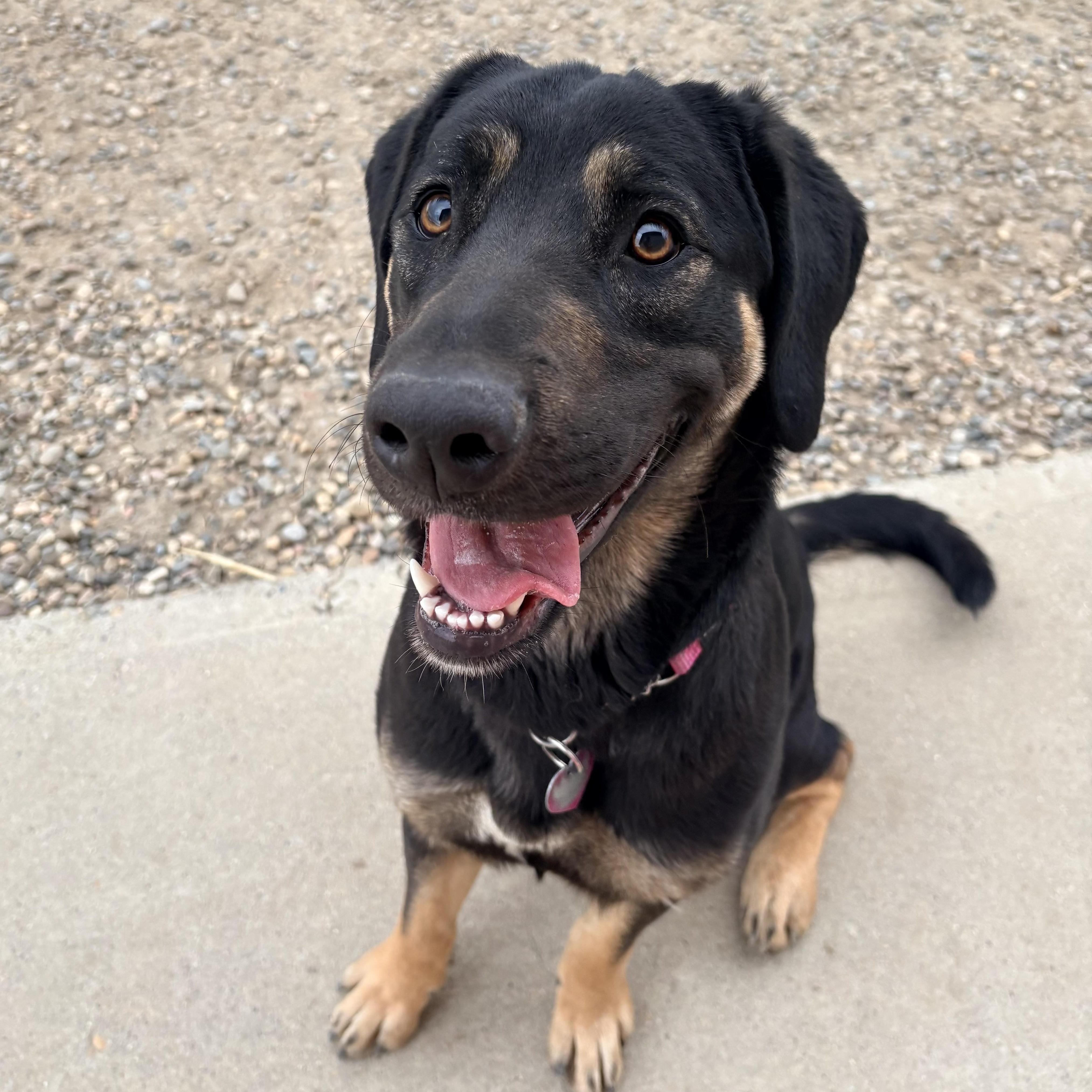 Nami, ADOPTABLE, Adult Female Black Labrador Retriever & Turkish Kangal.