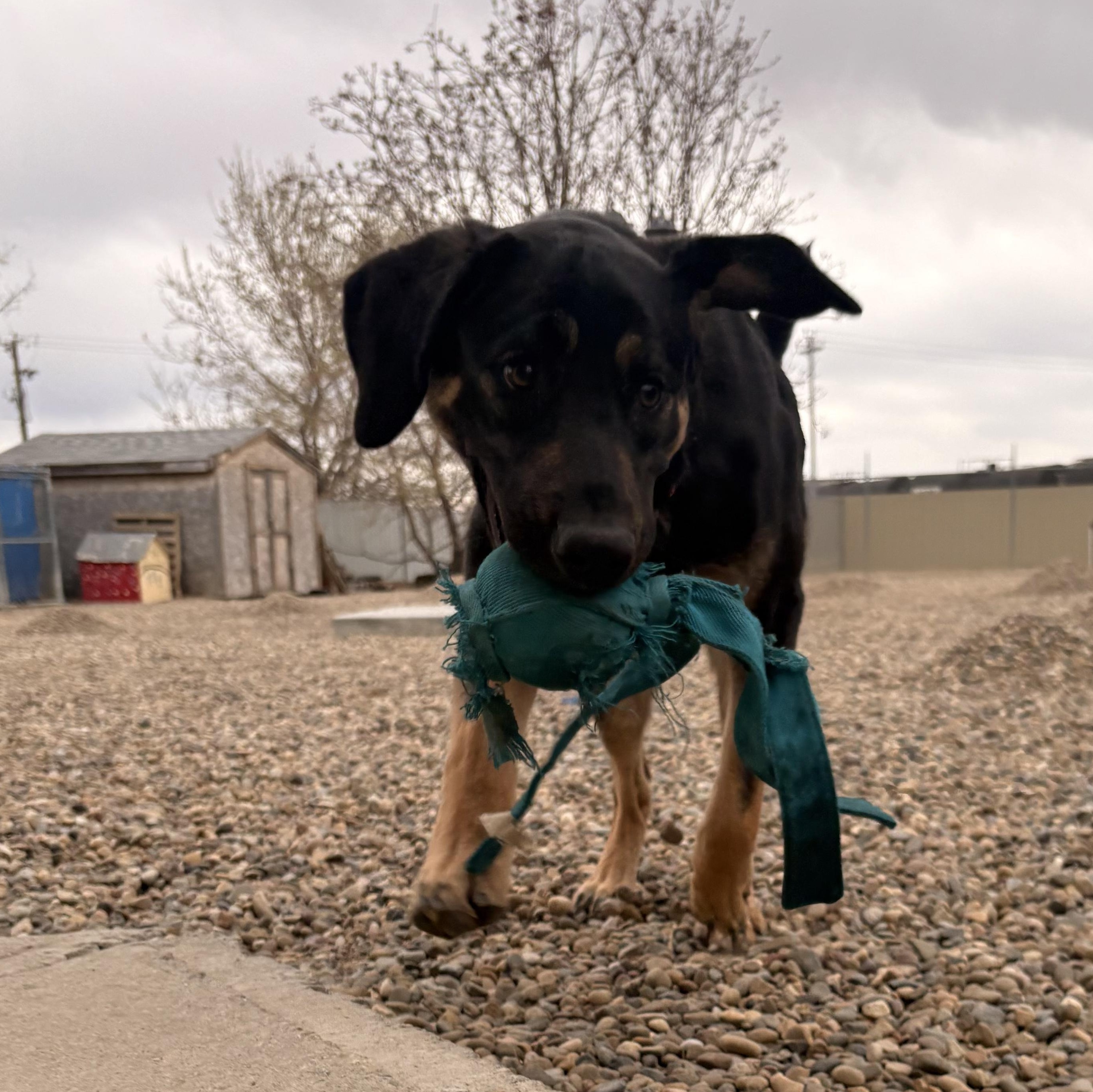 Nami, a ADOPTABLE mixed breed in Brooks, AB image 2/6