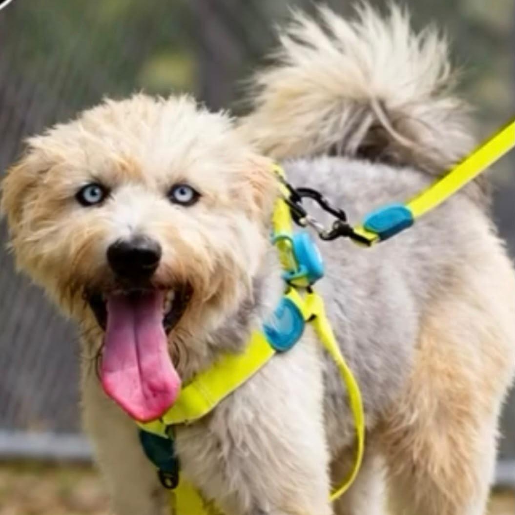 Enlarge Jacob, a Adoptable mixed breed in Baltimore, MD image 2/5