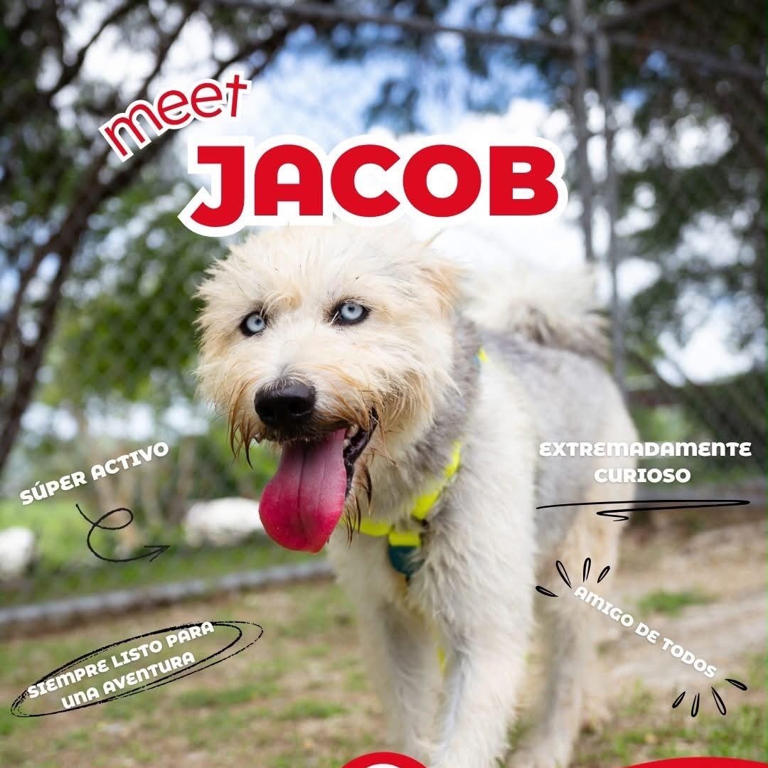 Enlarge Jacob, a Adoptable mixed breed in Baltimore, MD image 1/5