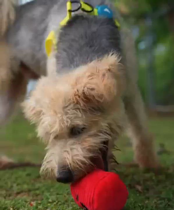 Enlarge Jacob, a Adoptable mixed breed in Baltimore, MD video 5/5