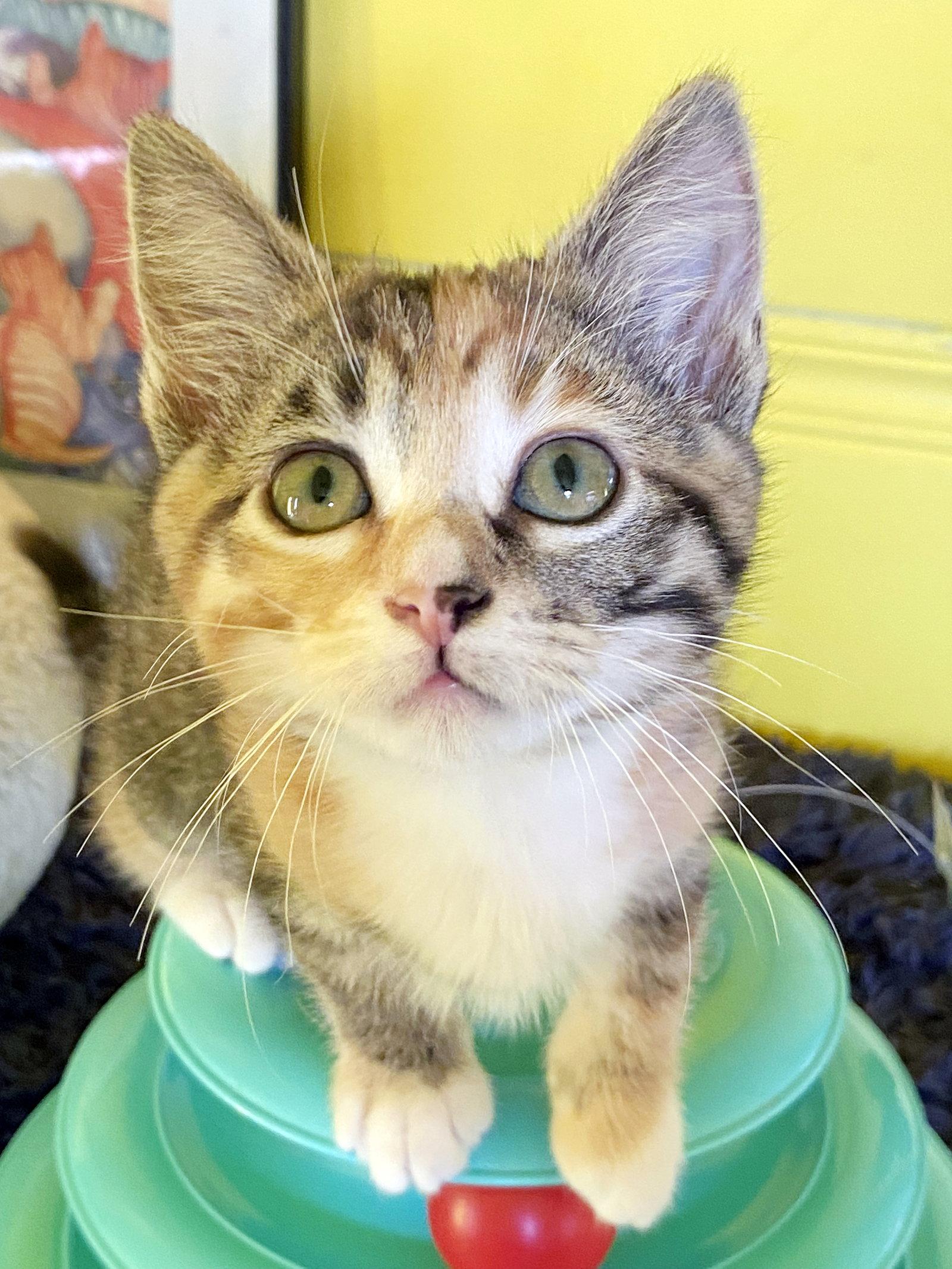 Enlarge Blaze, a Adoptable mixed breed in Alameda, CA image 2/3