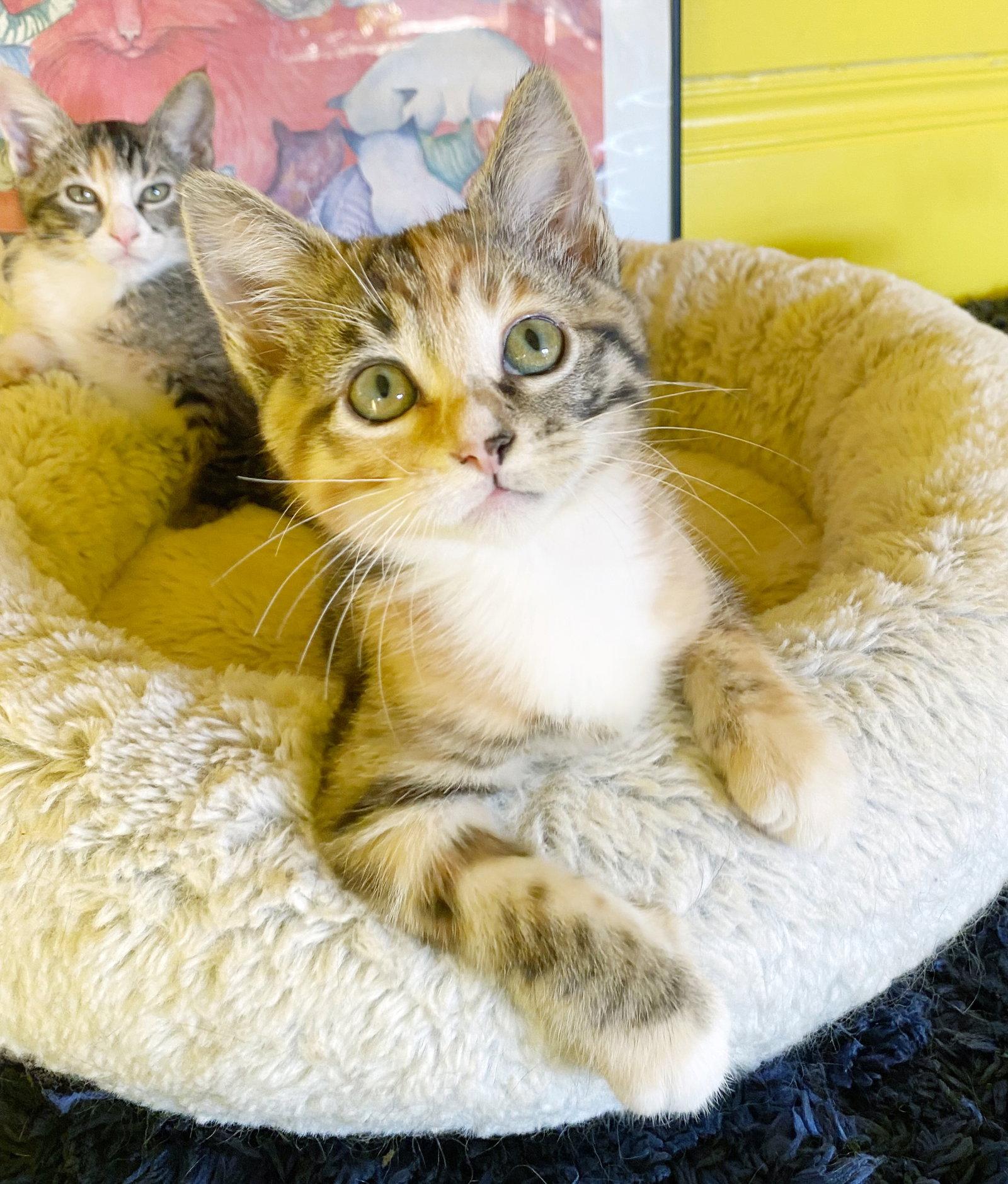 Enlarge Blaze, a Adoptable mixed breed in Alameda, CA image 3/3