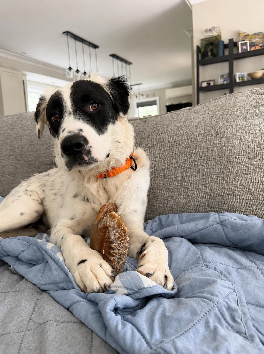 Enlarge Yang, an adoptable mixed breed in Kennebunk , ME image 5/6