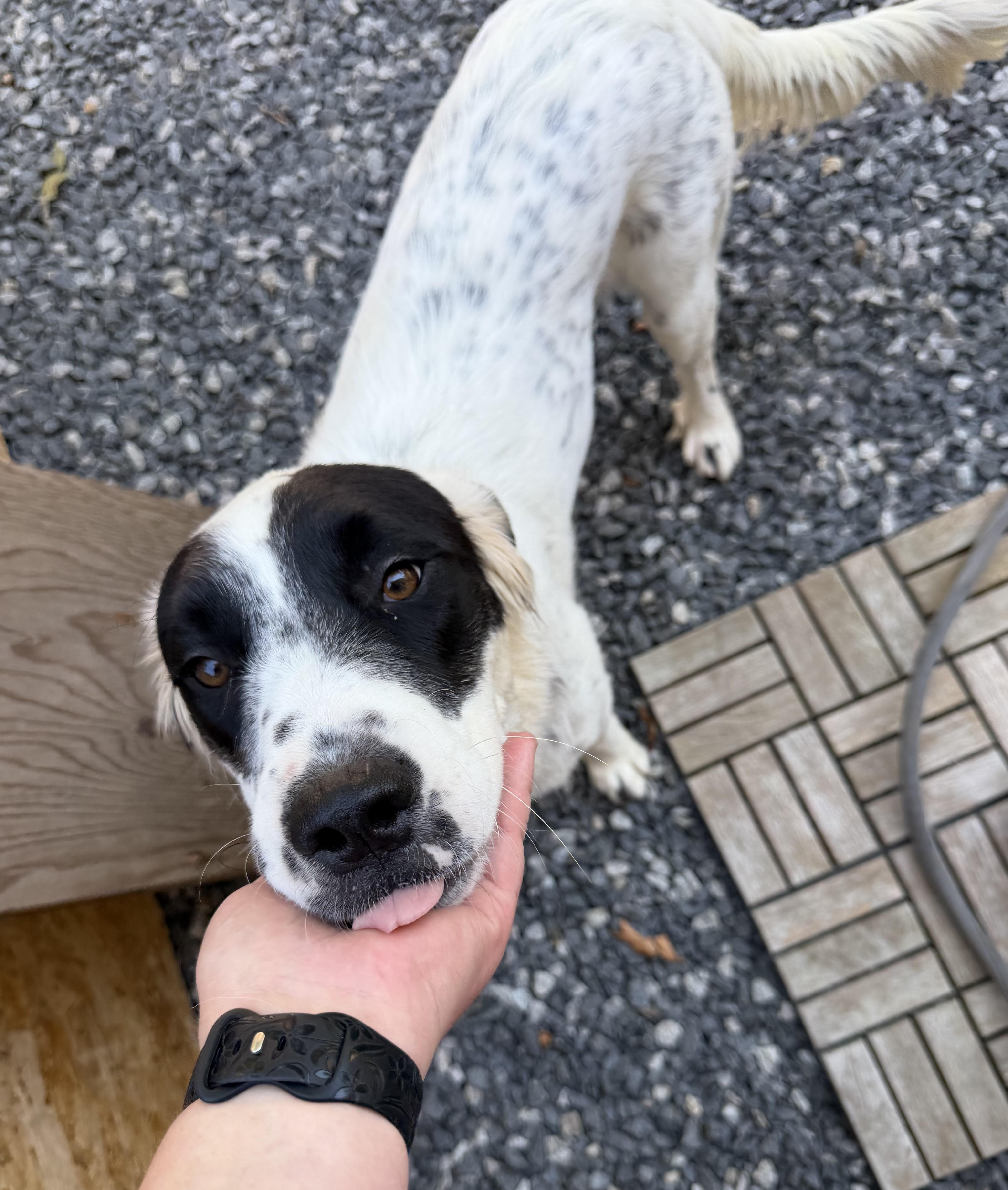 Enlarge Yang, an adoptable mixed breed in Kennebunk , ME image 6/6