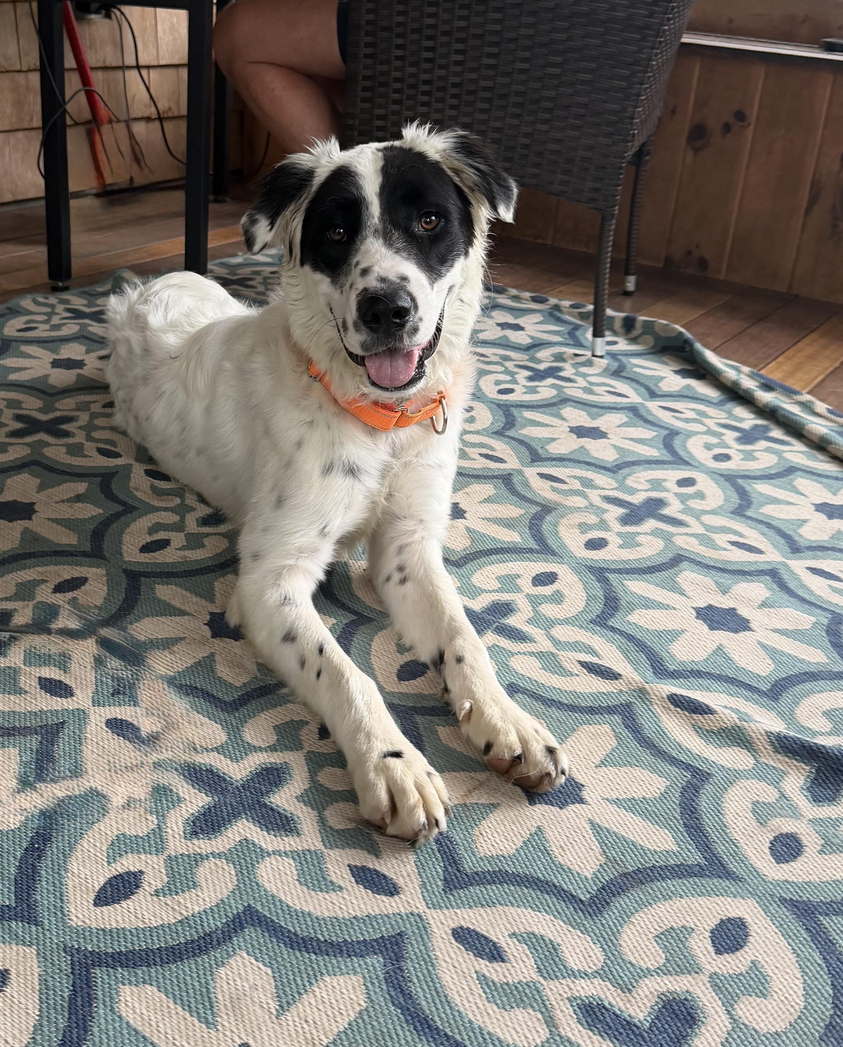 Enlarge Yang, an adoptable mixed breed in Kennebunk , ME image 2/6