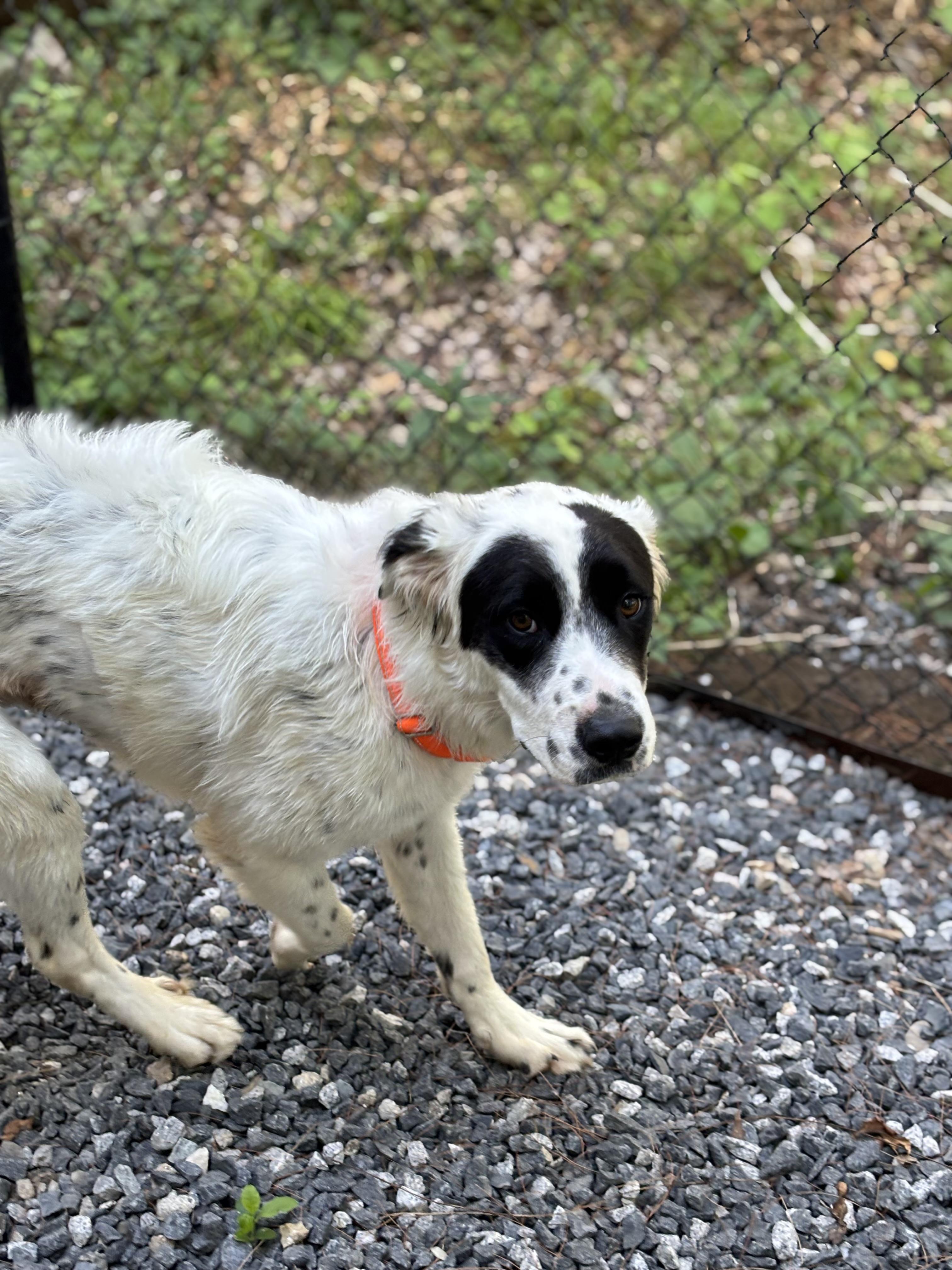 Enlarge Yang, an adoptable mixed breed in Kennebunk , ME image 6/6