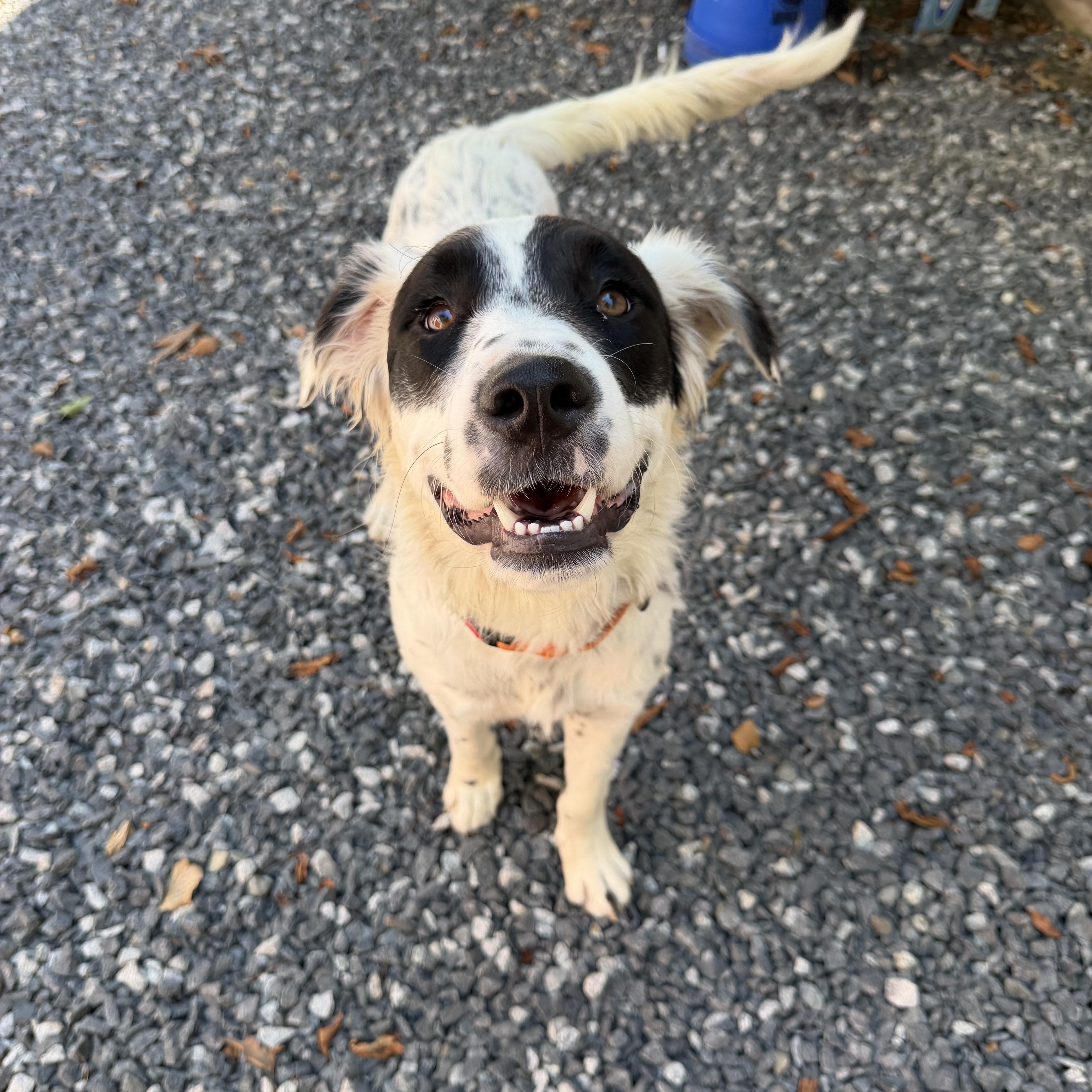 Enlarge Yang, an adoptable mixed breed in Kennebunk , ME image 2/6