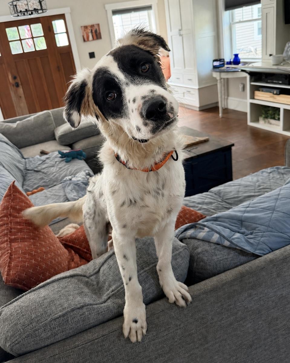 Yang, adoptable, Puppy Male Great Pyrenees.