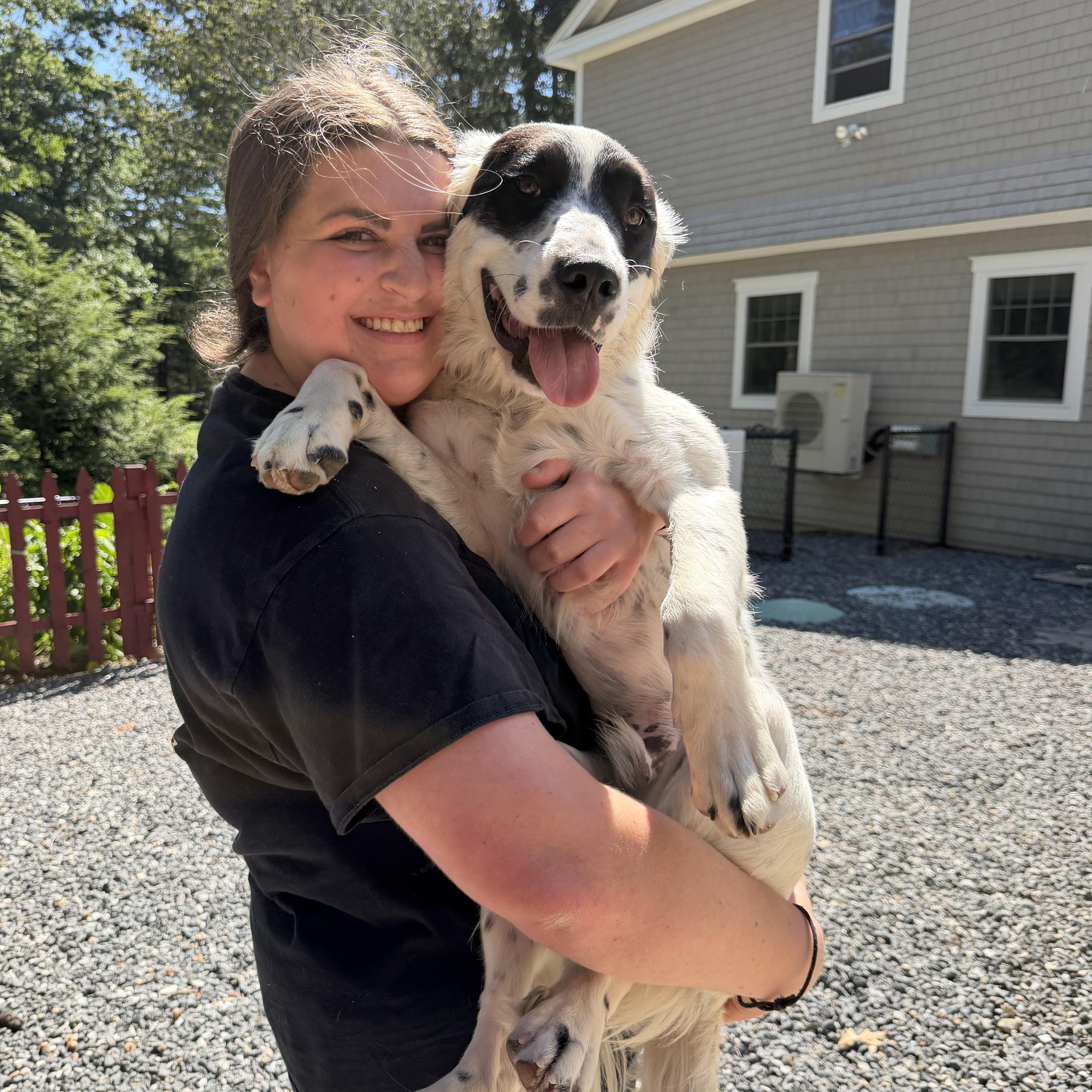 Enlarge Yang, an adoptable mixed breed in Kennebunk , ME image 4/6