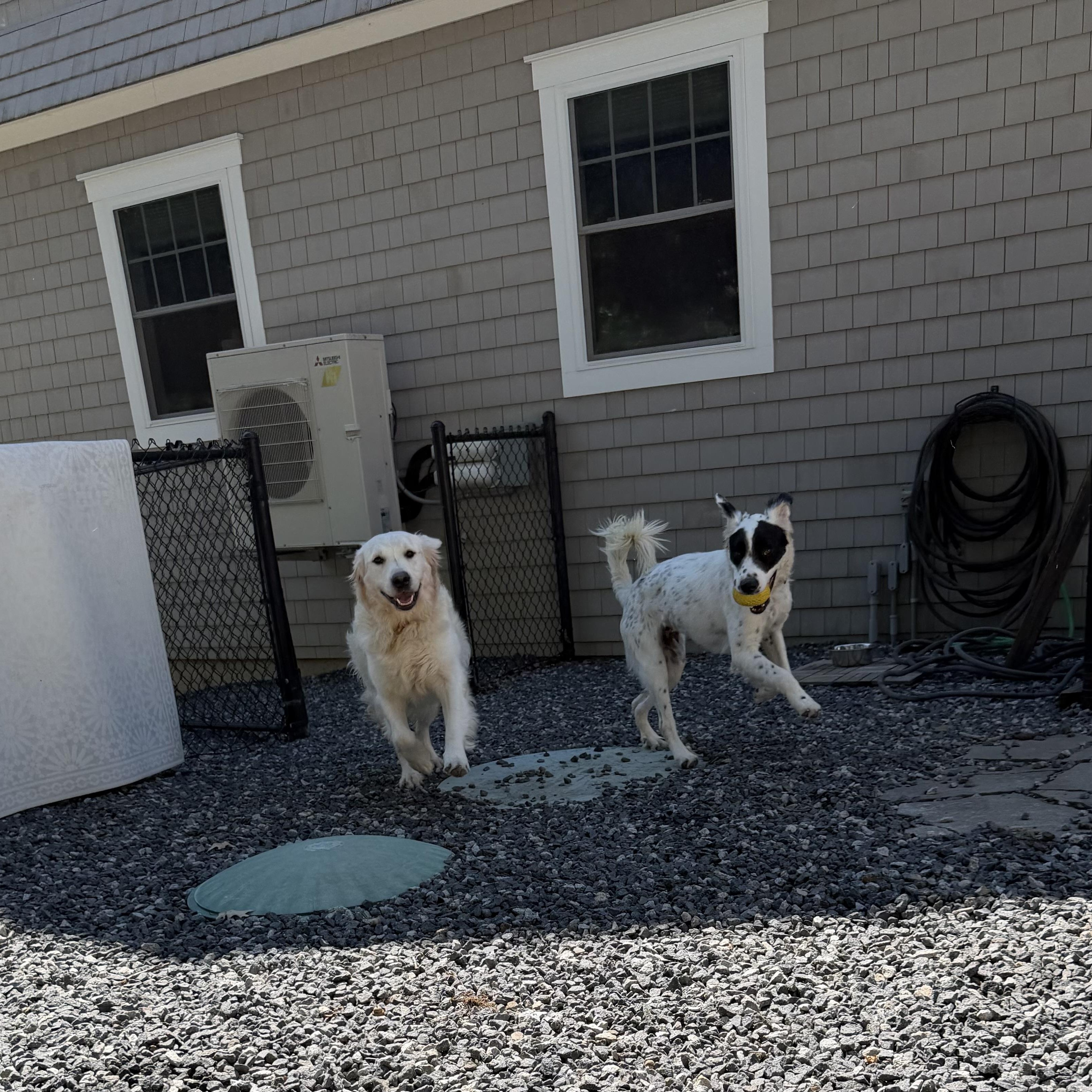 Enlarge Yang, an adoptable mixed breed in Kennebunk , ME image 5/6