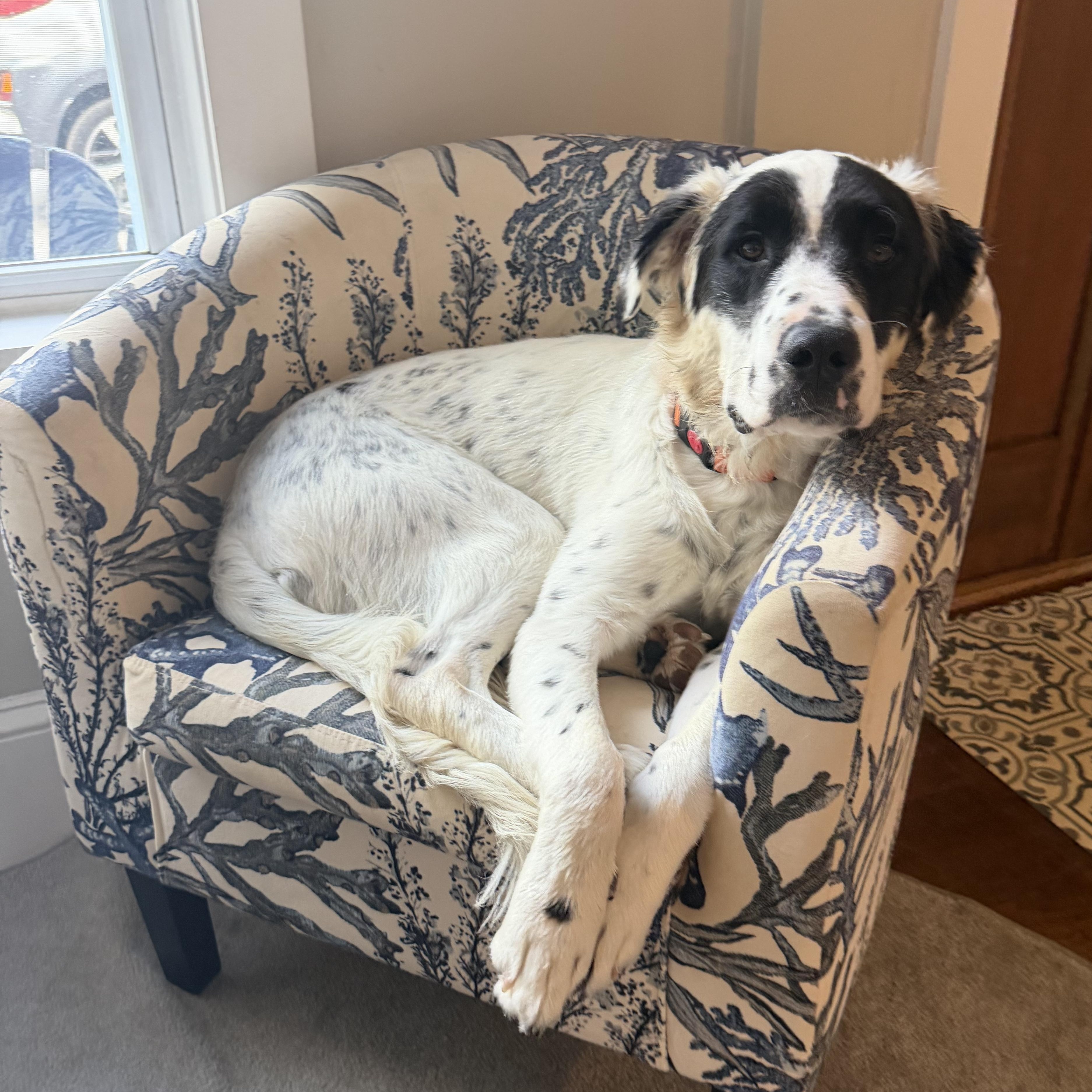 Enlarge Yang, an adoptable mixed breed in Kennebunk , ME image 1/6