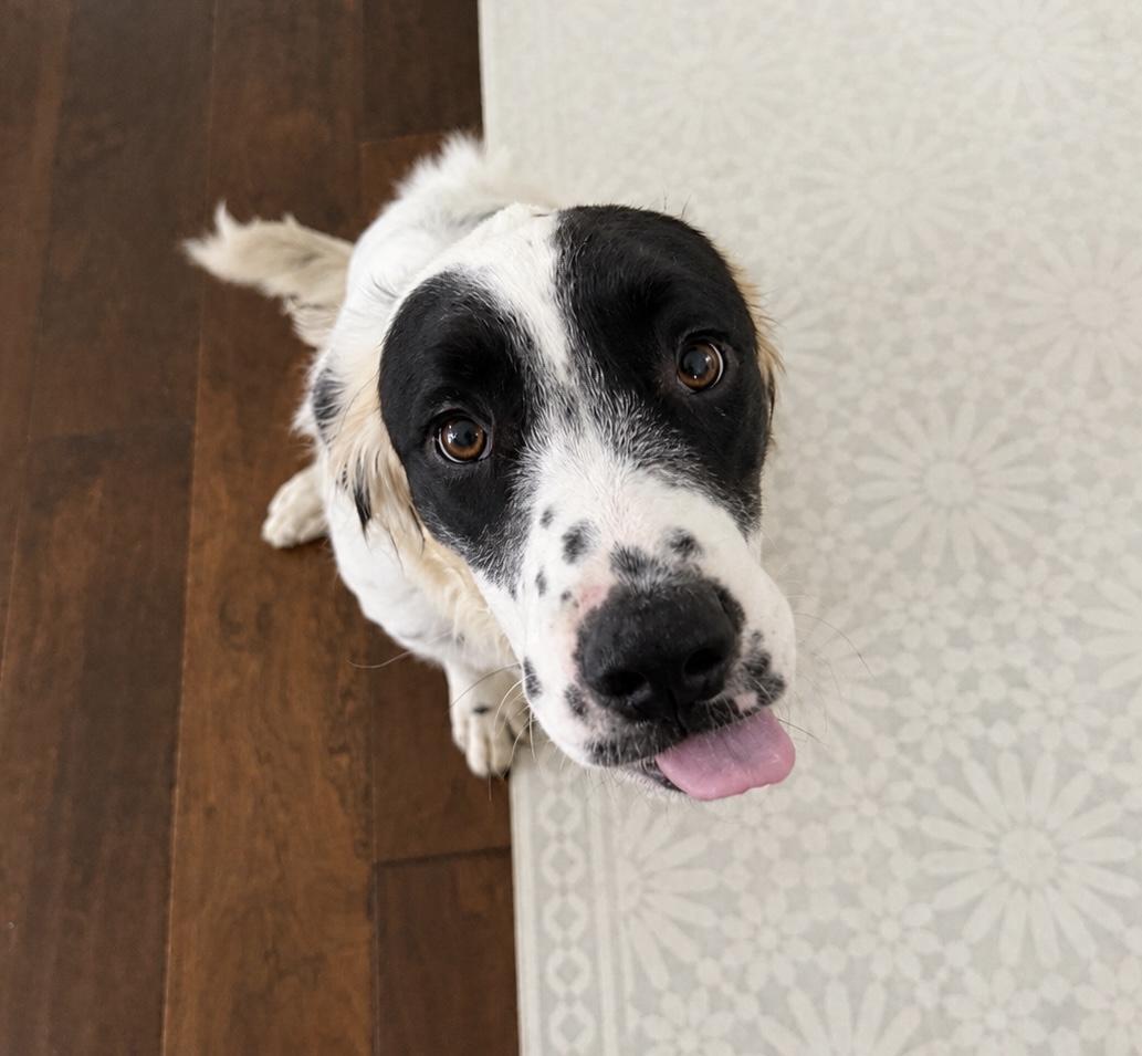 Enlarge Yang, an adoptable mixed breed in Kennebunk , ME image 4/6