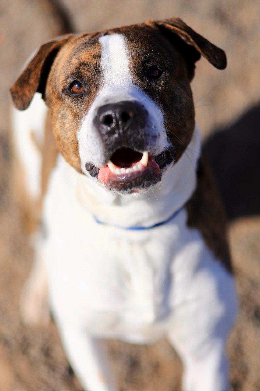 Bakin, Adoptable, Adult Male Pit Bull Terrier.