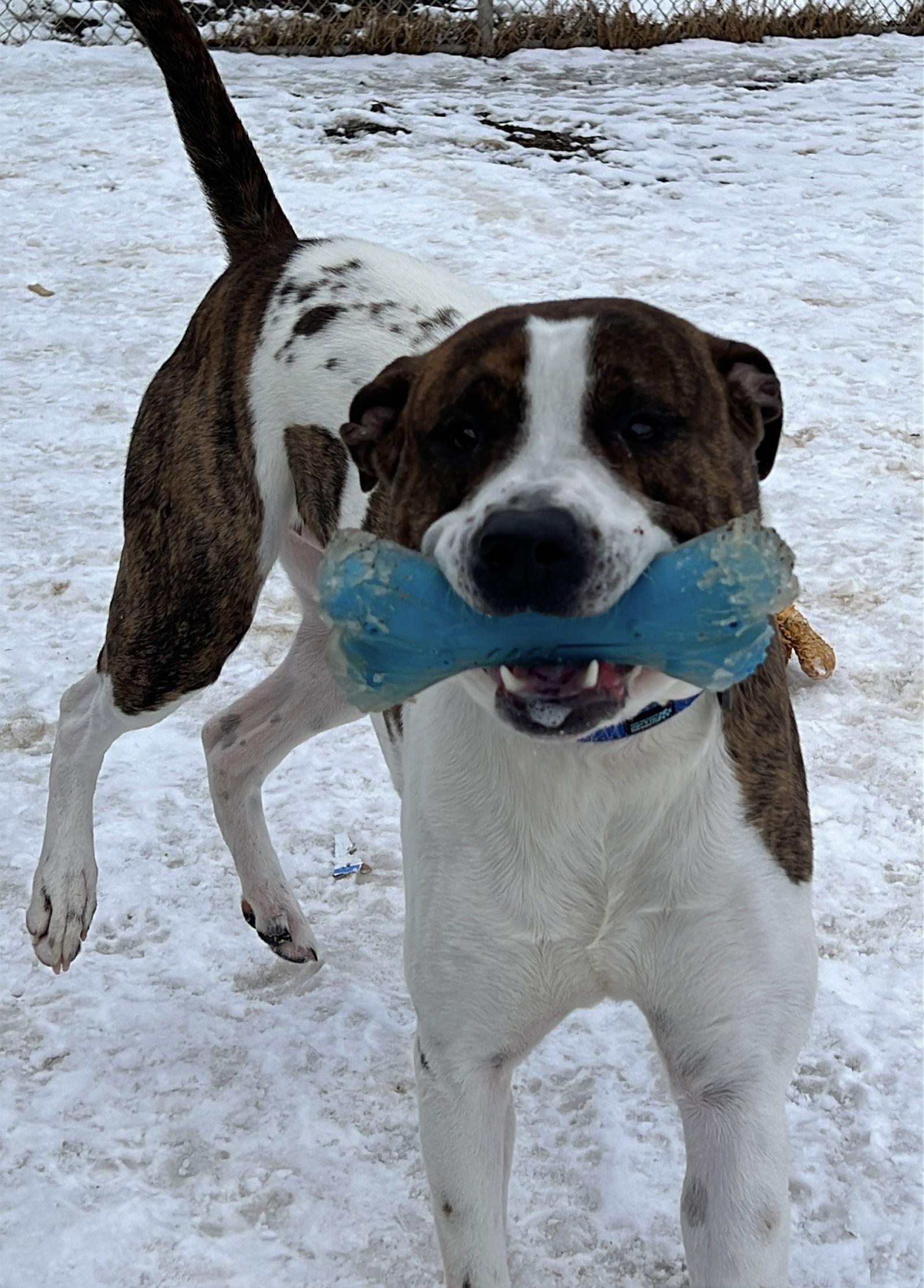 Enlarge Bakin, a Adoptable Pit Bull Terrier in Webster, WI image 2/3