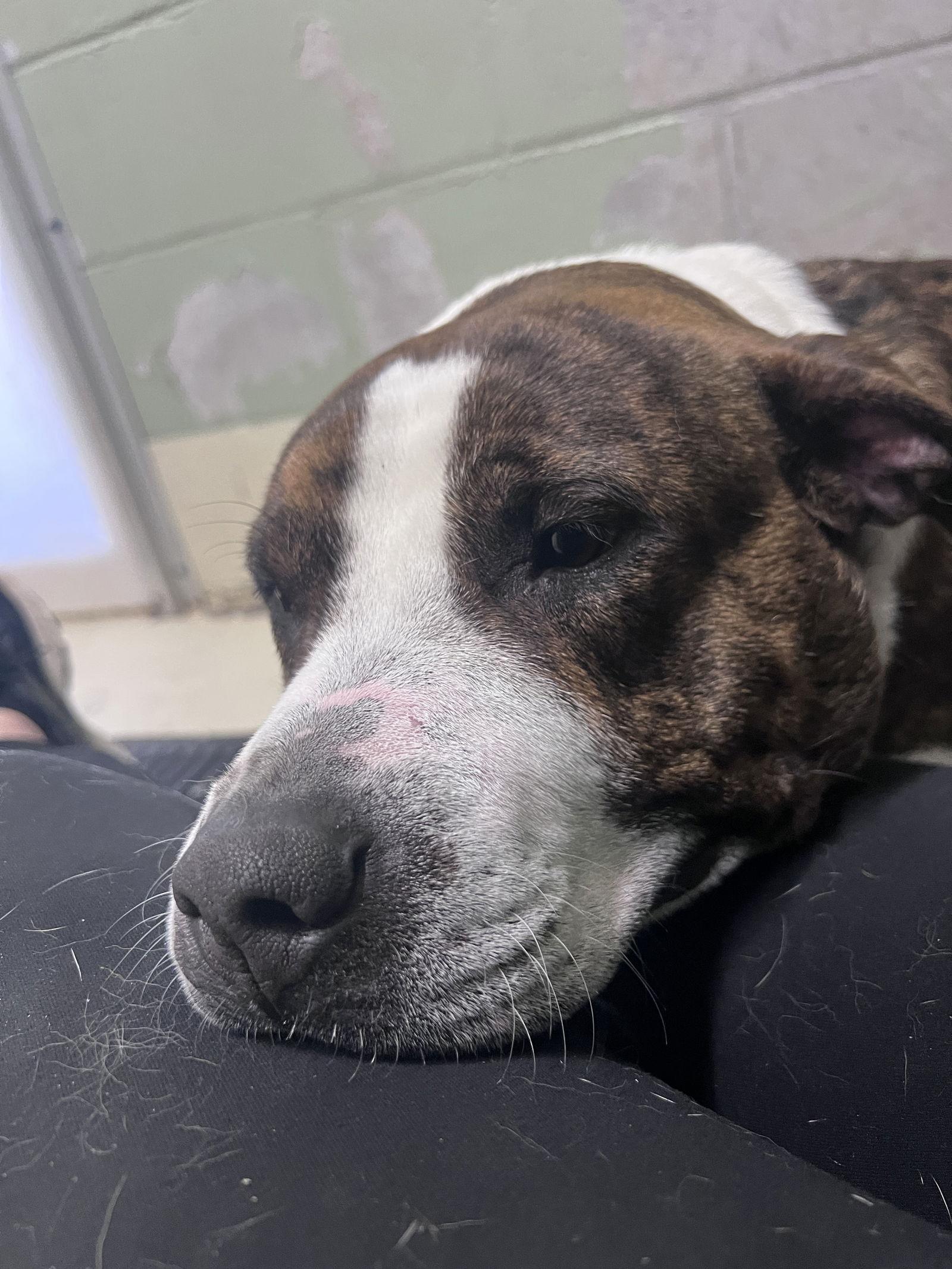 Enlarge Bakin, a Adoptable Pit Bull Terrier in Webster, WI image 3/3