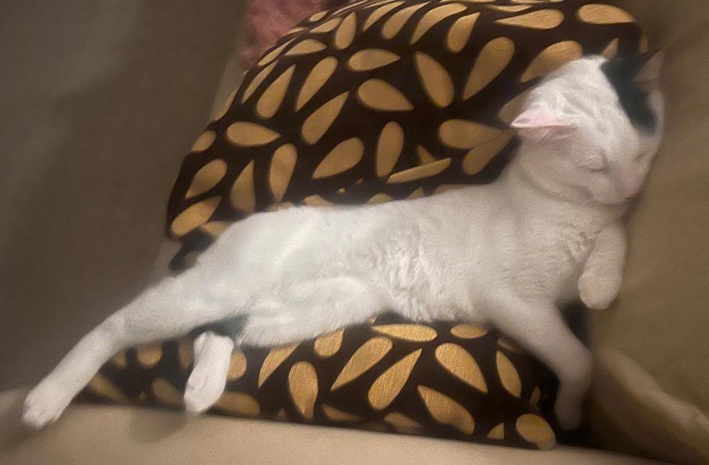 Max, Adoptable, Adult Male Domestic Short Hair.