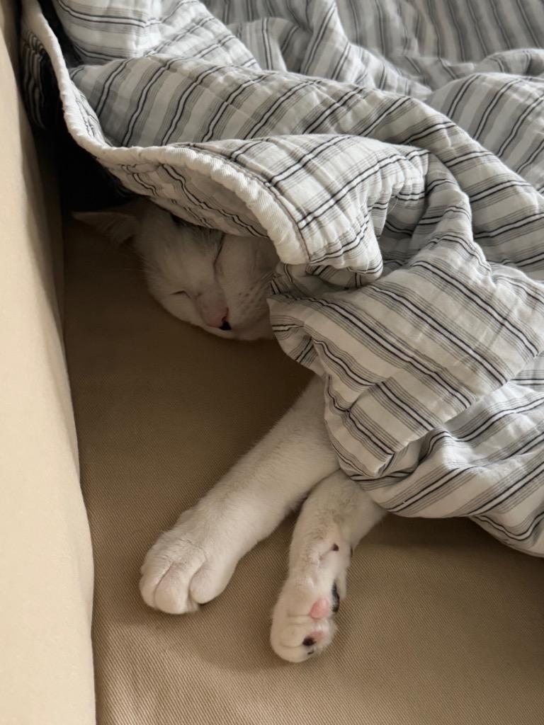 Enlarge Max, a Adoptable mixed breed in New York, NY image 2/4