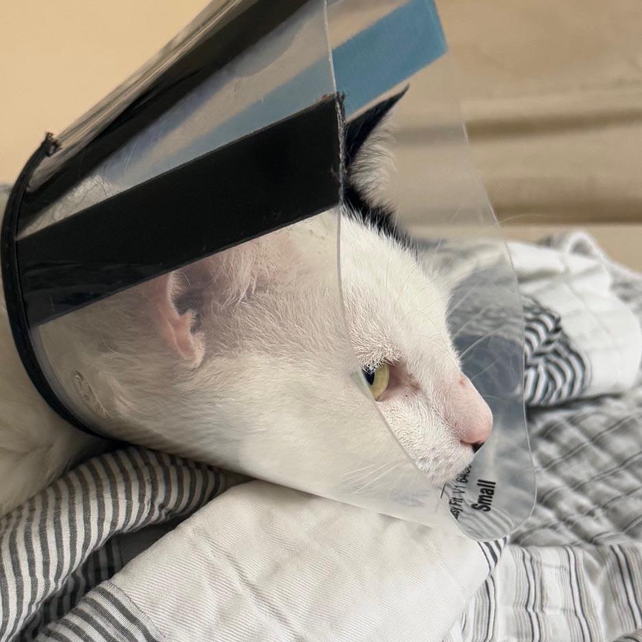 Enlarge Max, a Adoptable mixed breed in New York, NY image 3/4