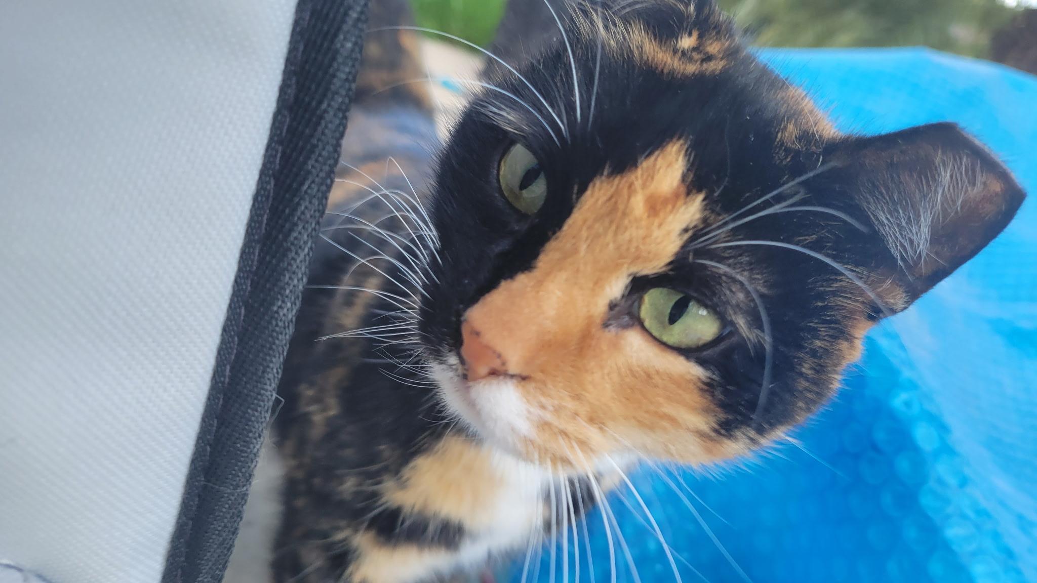 Enlarge Betty, a ADOPTABLE Calico in Elk Grove, CA image 2/4