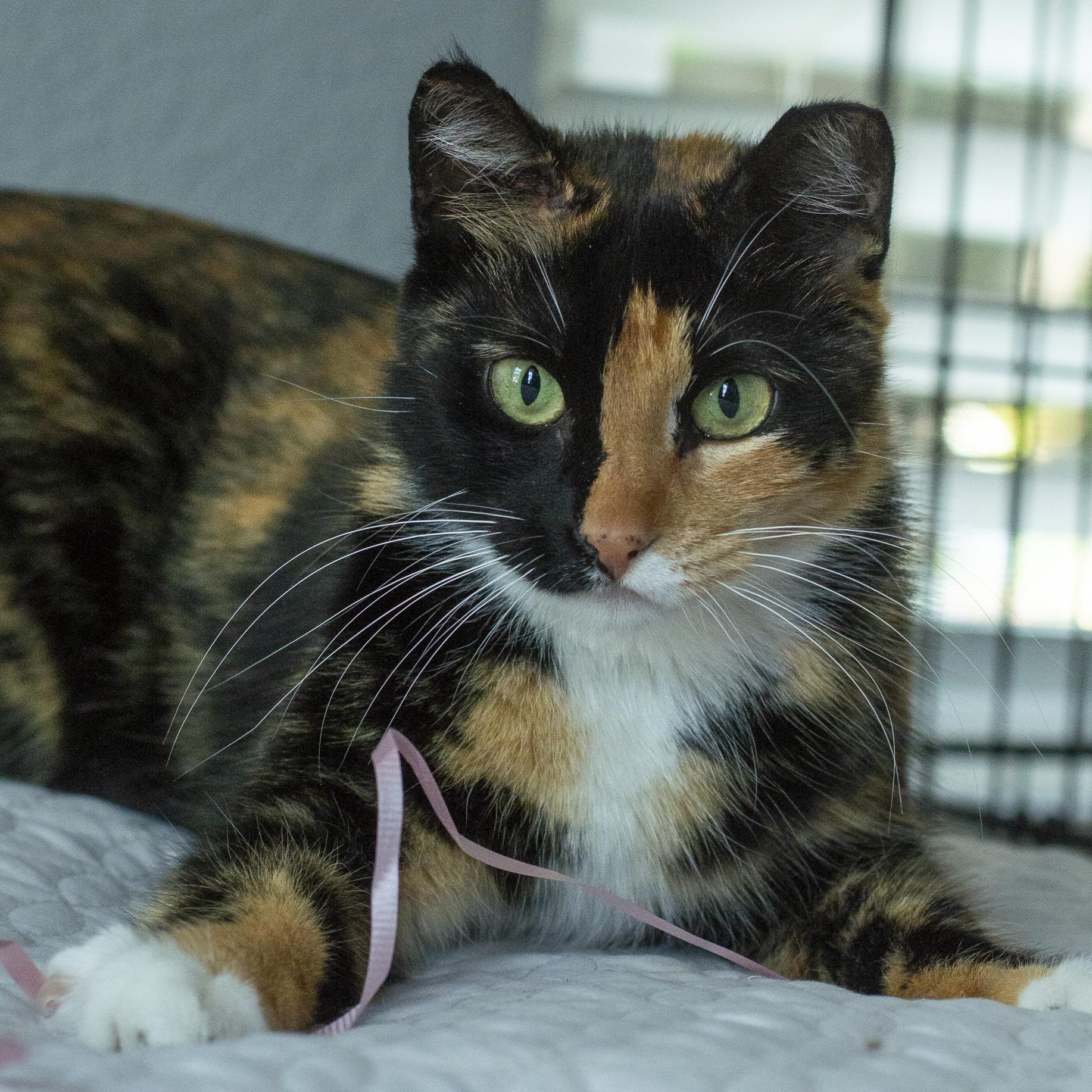 Enlarge Betty, a ADOPTABLE Calico in Elk Grove, CA image 1/4