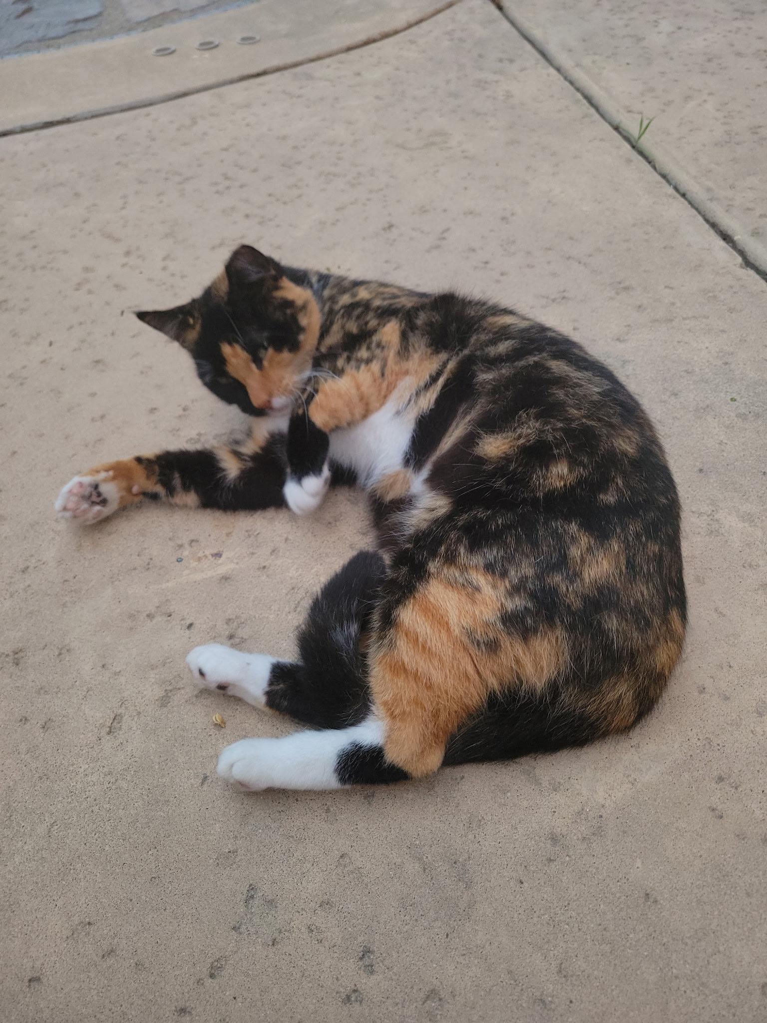 Enlarge Betty, a ADOPTABLE Calico in Elk Grove, CA image 3/4