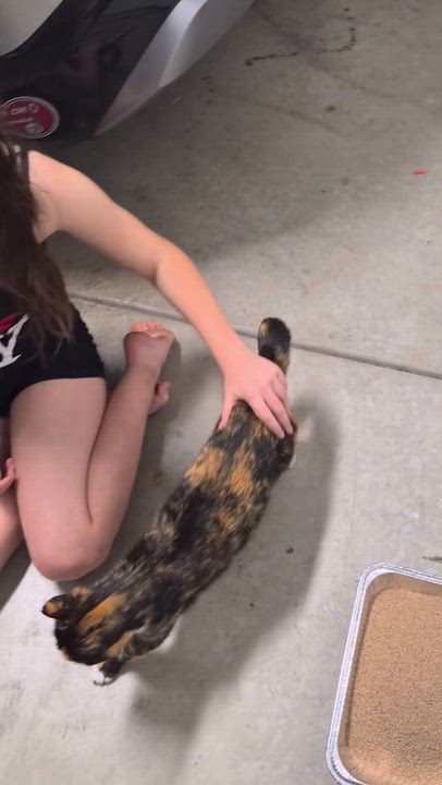 Enlarge Betty, a ADOPTABLE Calico in Elk Grove, CA video 4/4