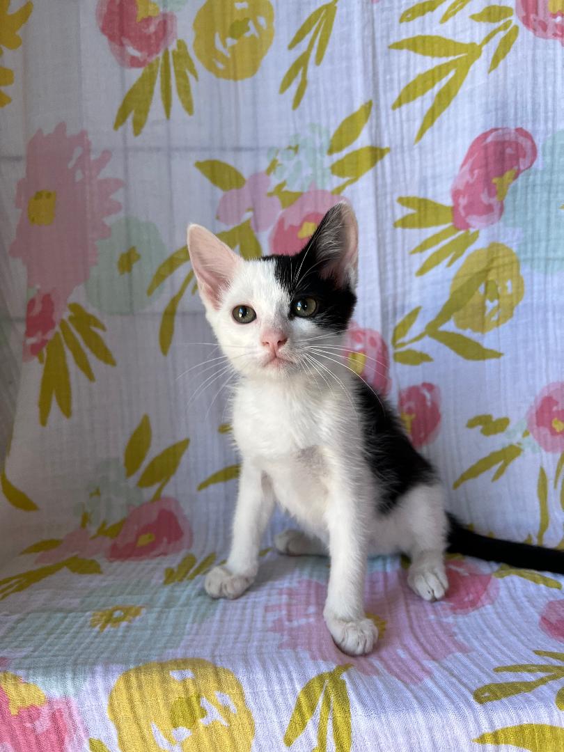 Enlarge Reaper, a Adopted Domestic Short Hair in Wilmington, CA image 1/2