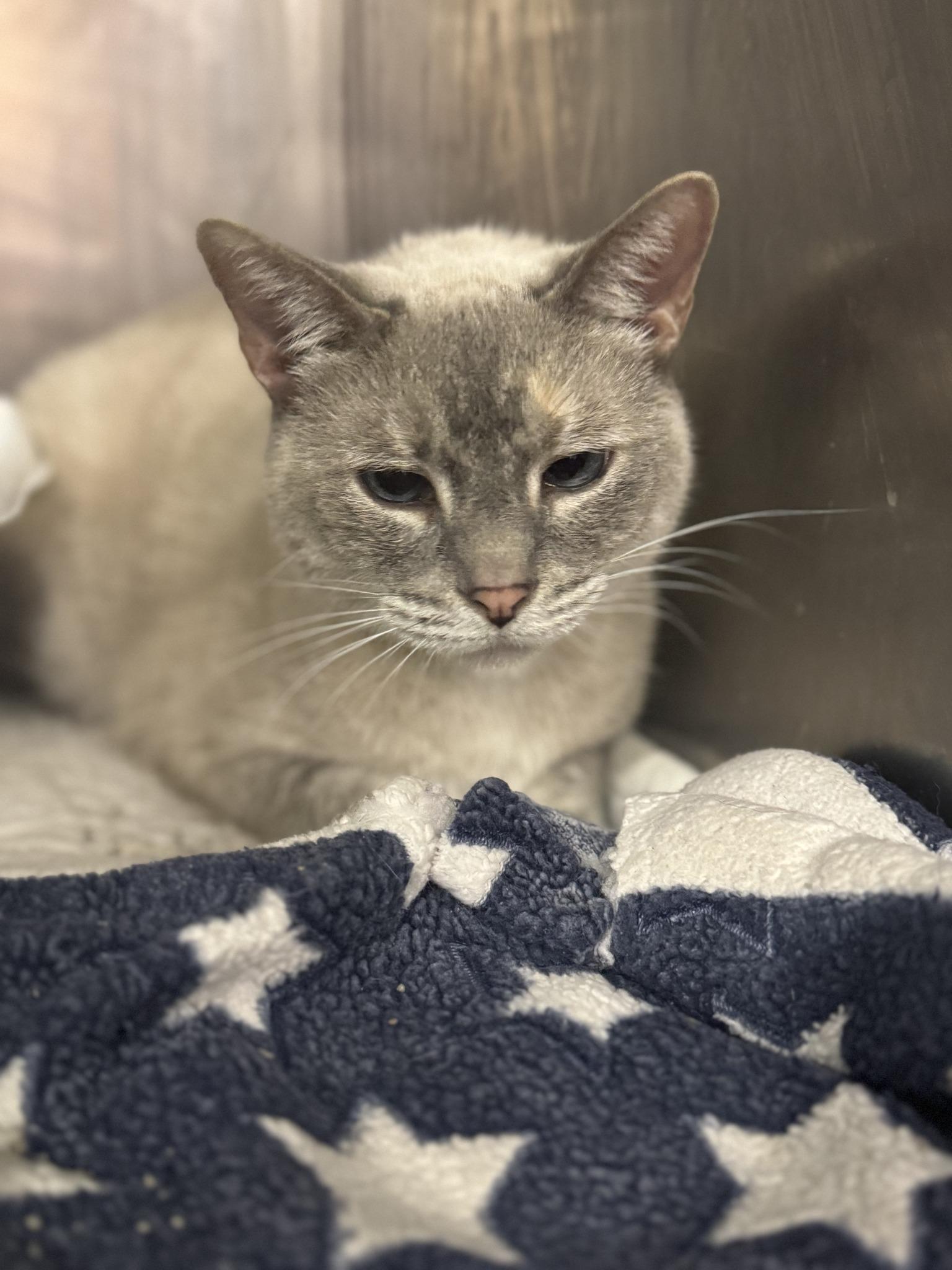 Enlarge Soto, a Adoptable Siamese in Chuckey, TN image 2/2