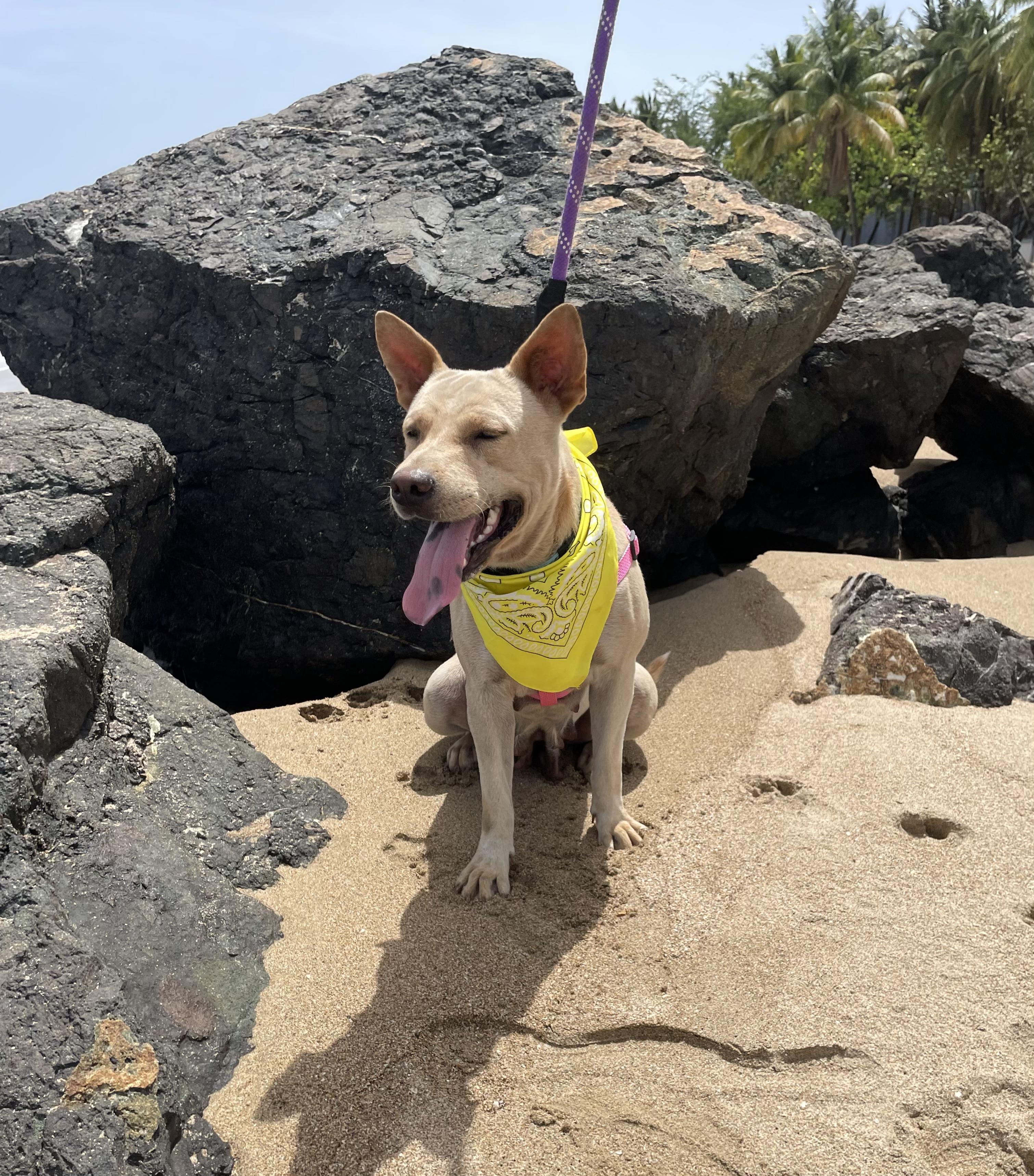 Enlarge Cinnamon Sugar - The Sweetest Ever, a Adoptable mixed breed in Miami, FL image 5/6