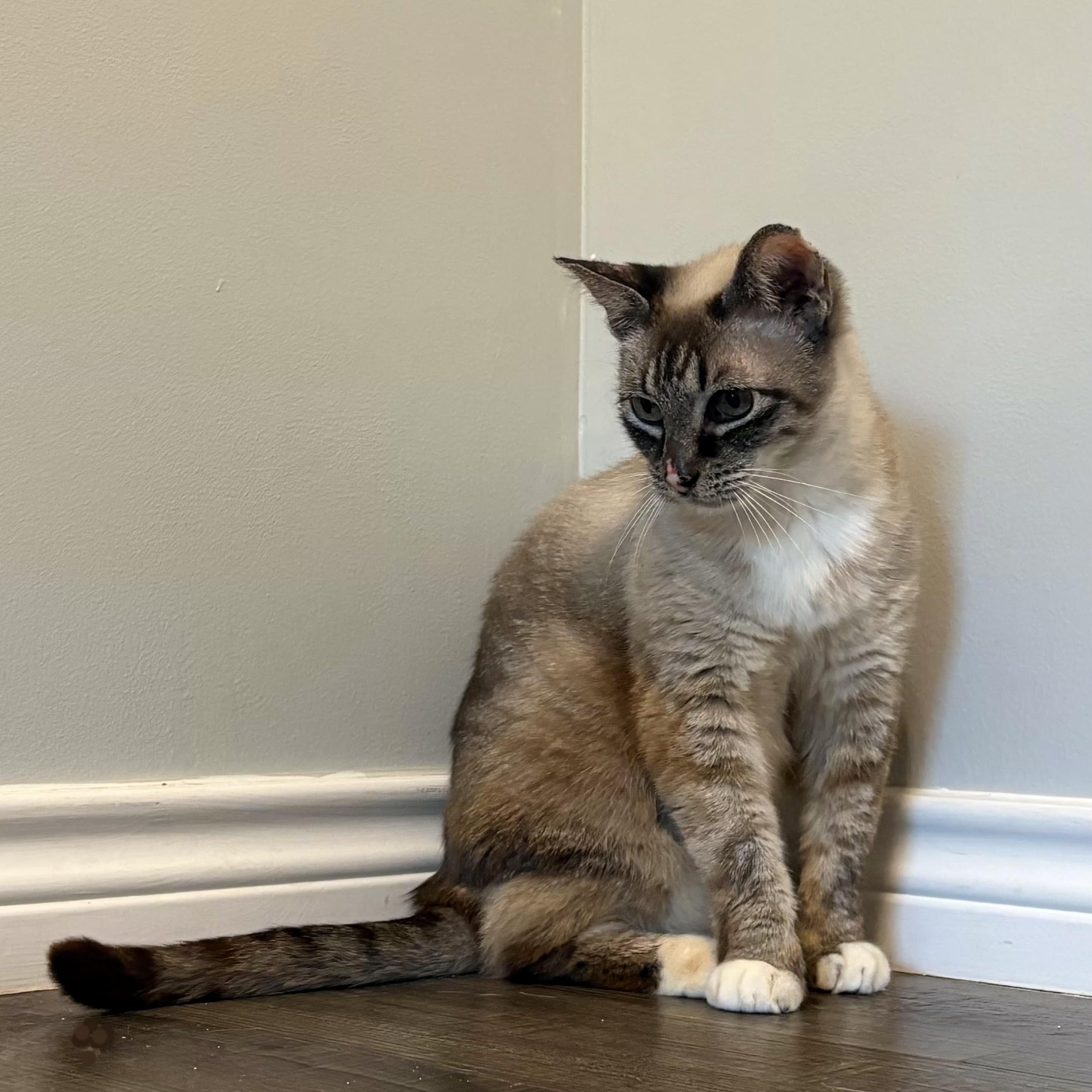 Enlarge Stella, an adopted Domestic Short Hair in Cat Spring, TX image 5/6