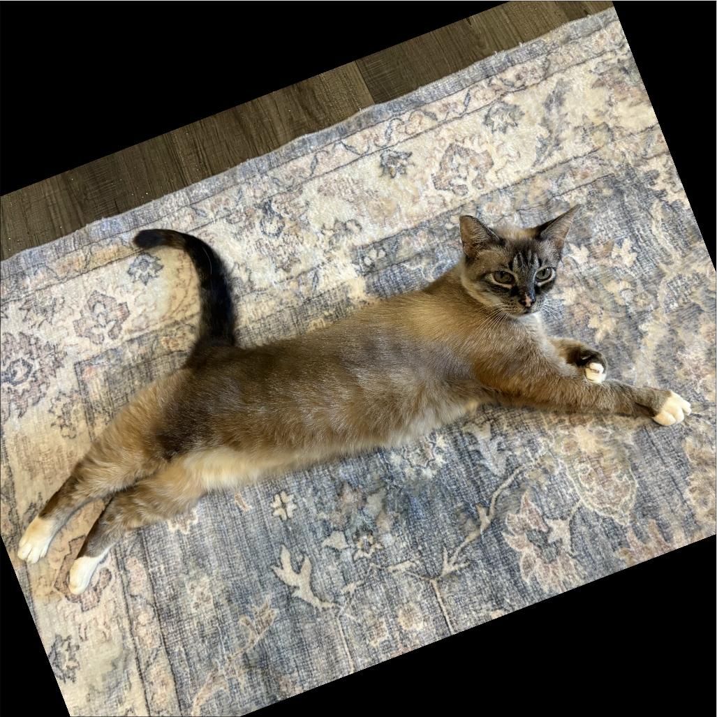 Enlarge Stella, an adopted Domestic Short Hair in Cat Spring, TX image 6/6