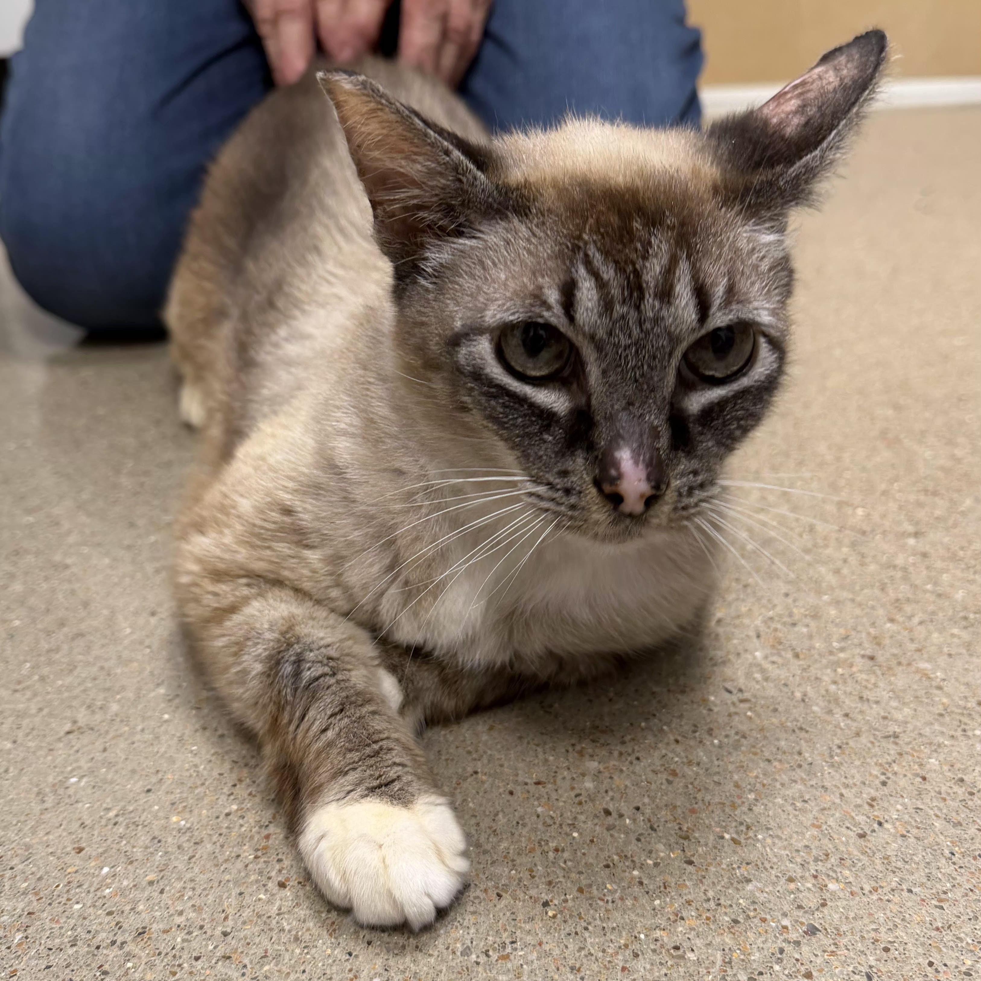 Enlarge Stella, an adopted Domestic Short Hair in Cat Spring, TX image 1/6