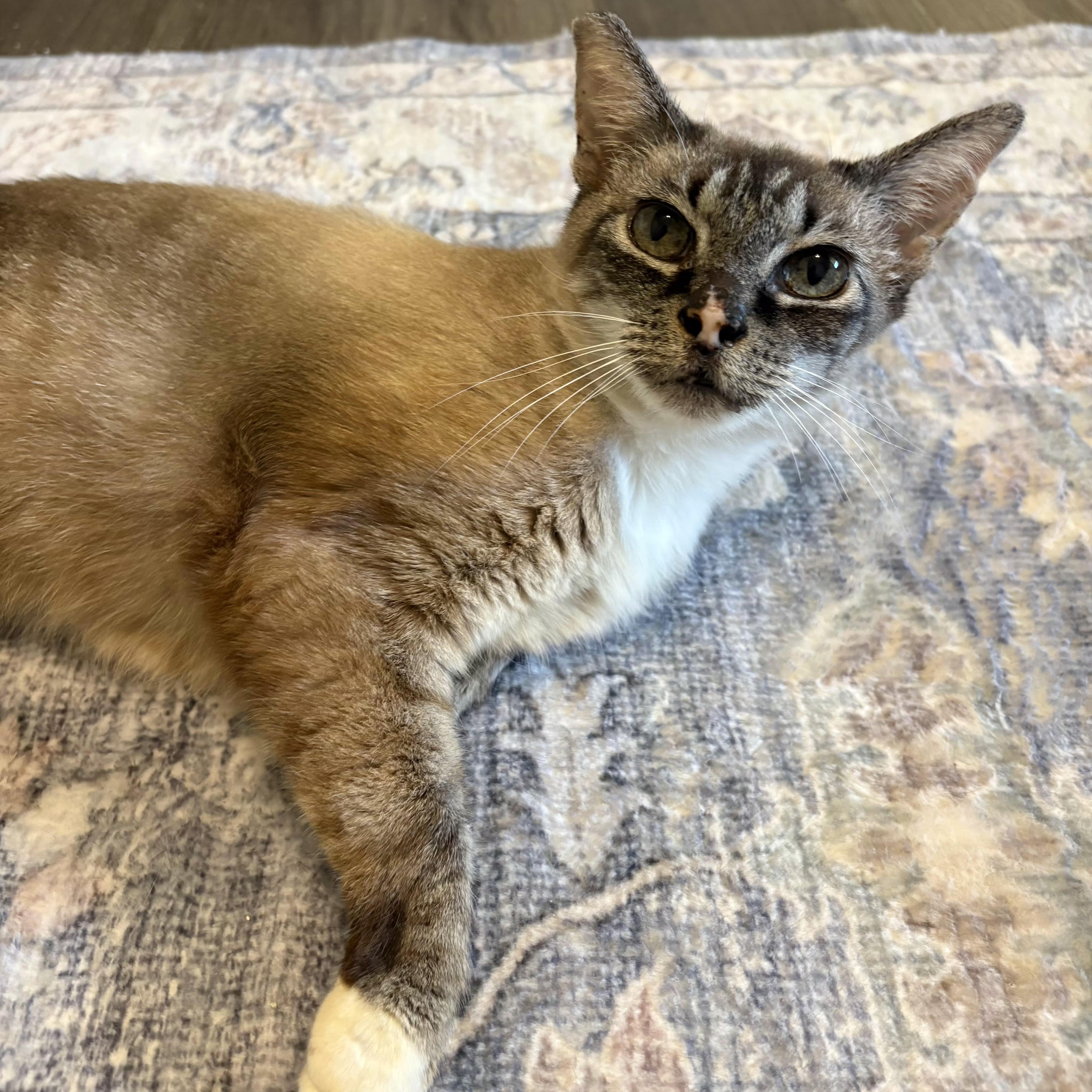 Enlarge Stella, an adopted Domestic Short Hair in Cat Spring, TX image 4/6