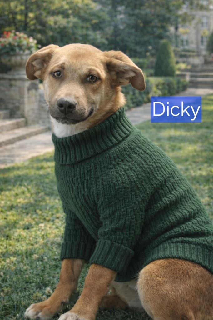 Enlarge Dicki, a Adoptable mixed breed in Fort Stockton, TX image 2/5