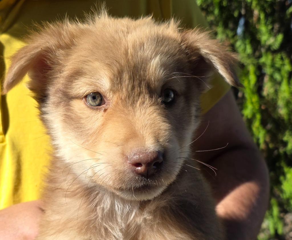 Enlarge Dicki, a Adoptable mixed breed in Fort Stockton, TX image 4/5