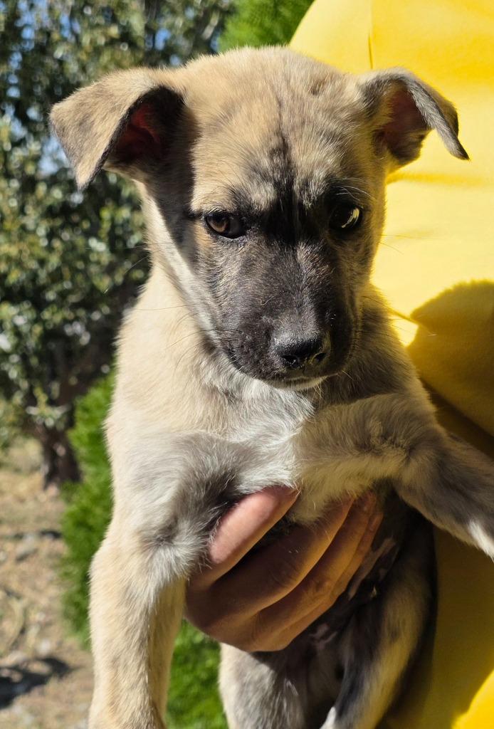 Enlarge Dicki, a Adoptable mixed breed in Fort Stockton, TX image 5/5